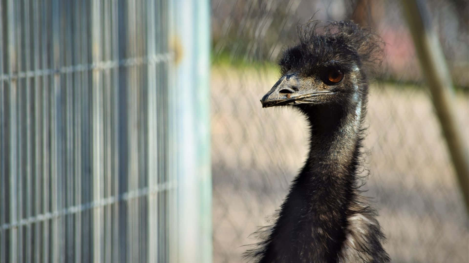 emu, metal fence, sunlit enclosure, Full HD Desktop Wallpaper
