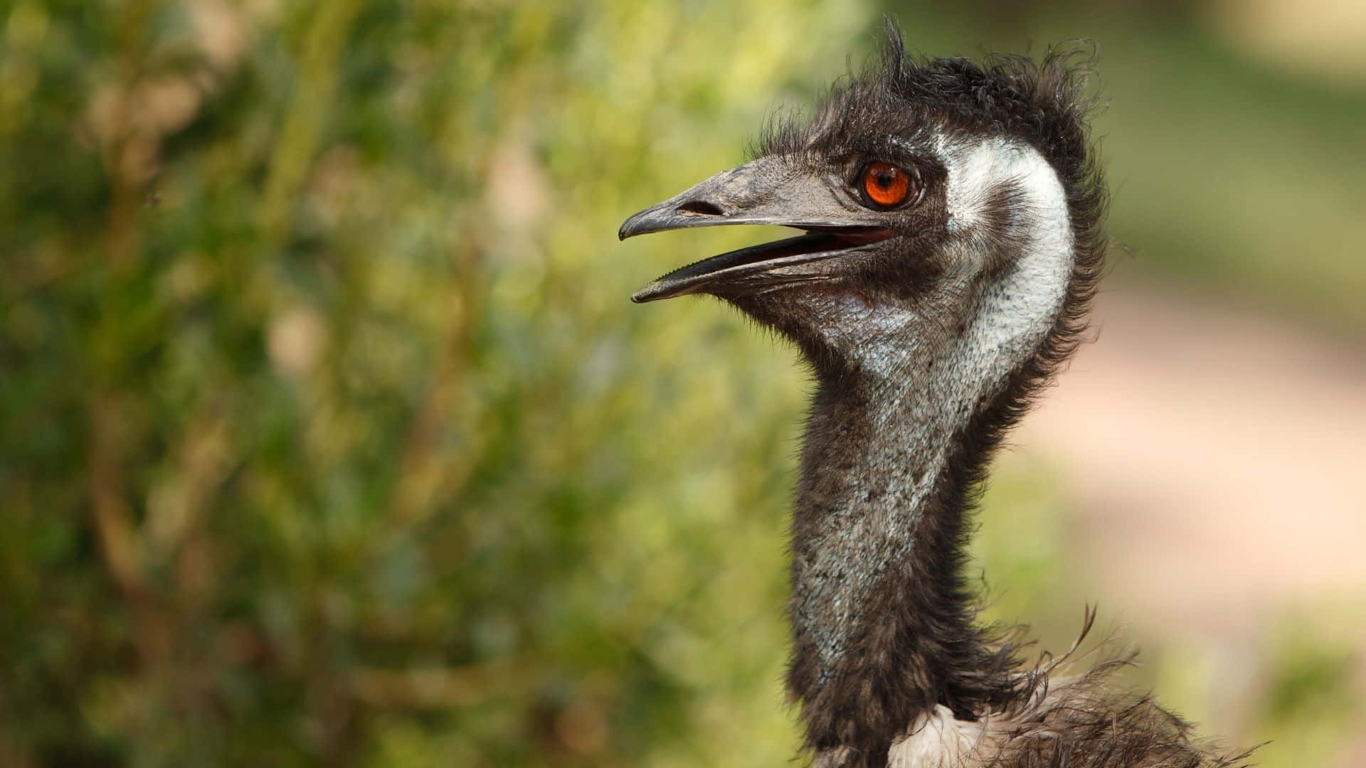 emu, orange eye, grey feathers, Full HD Desktop Wallpaper