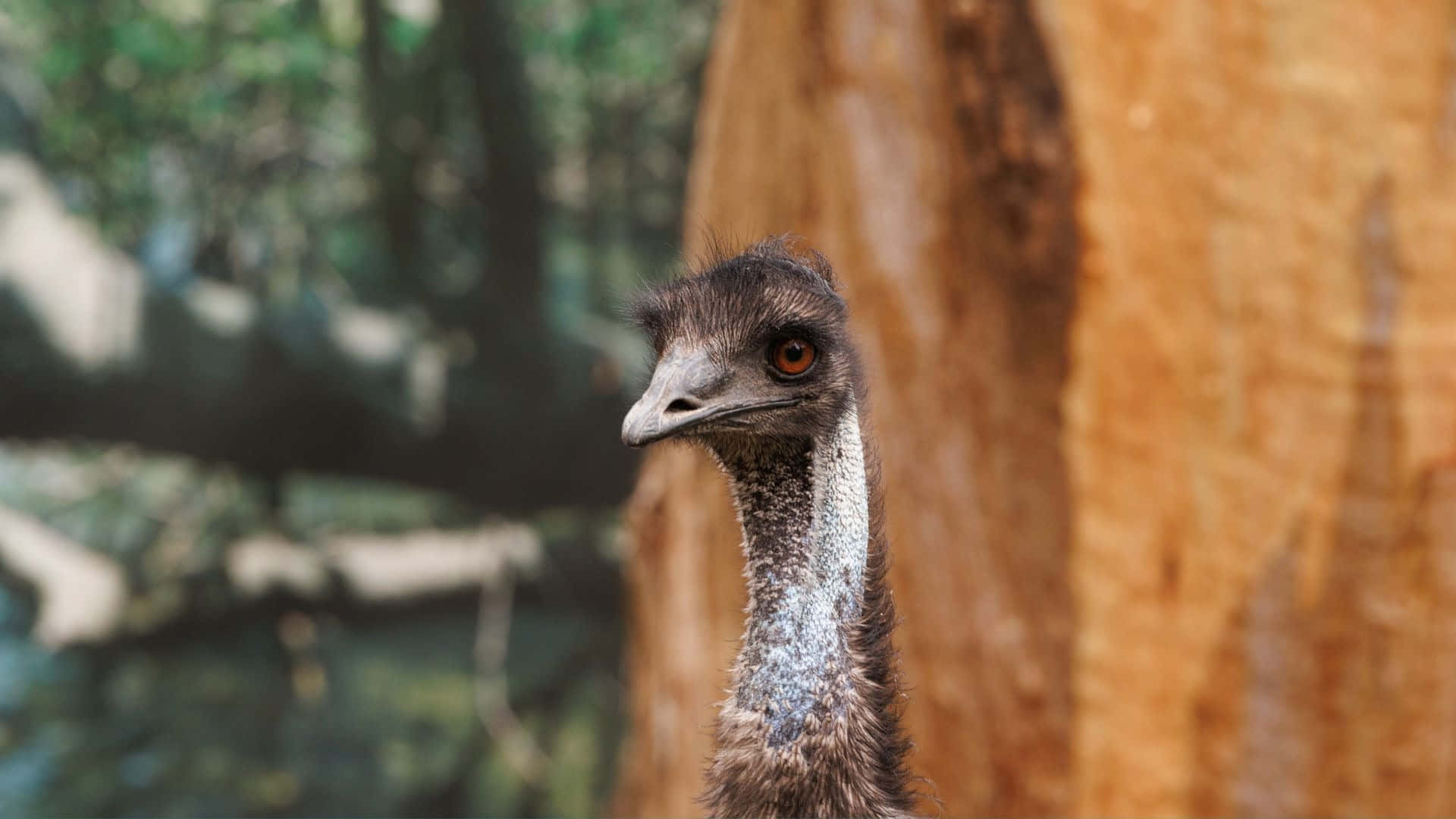 emu, brown eyes, tree trunk, Full HD Desktop Wallpaper