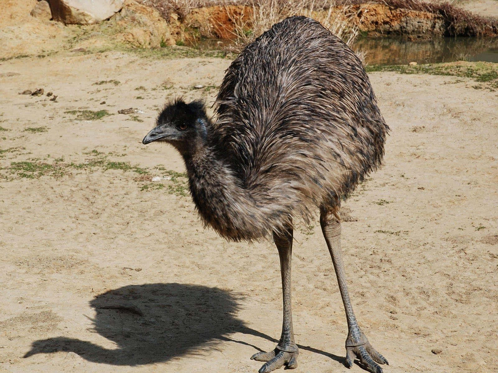 emu, sandy ground, bright daylight, HD Desktop Wallpaper
