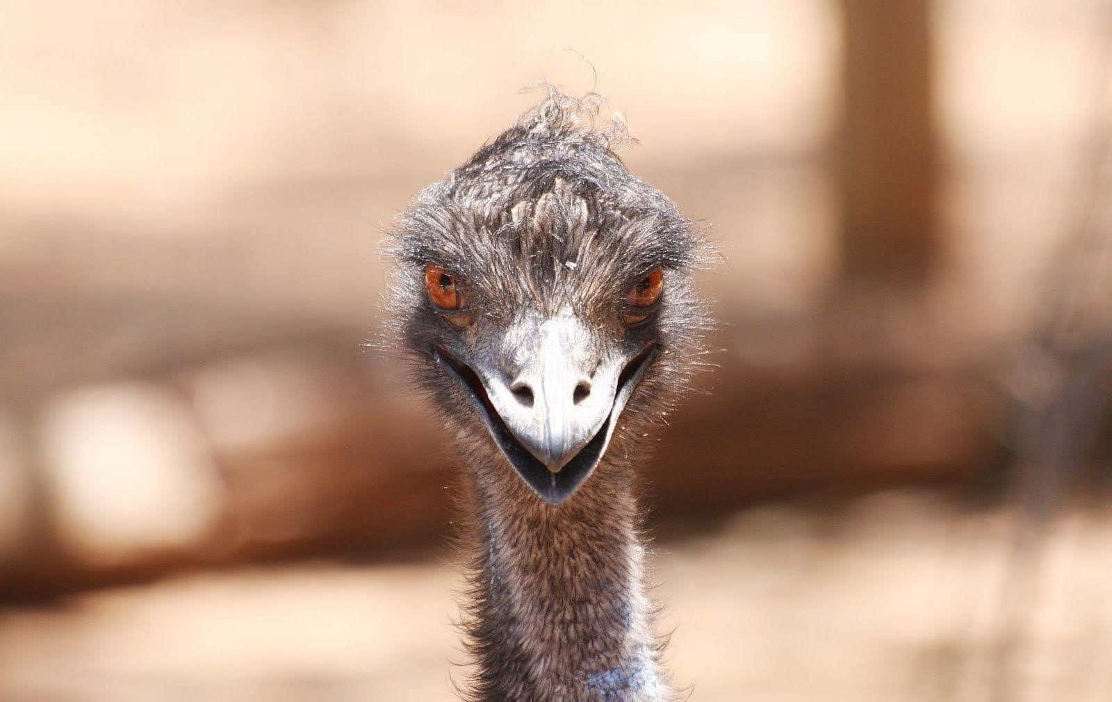 emu, orange eyes, grey feathers, HD Desktop Wallpaper