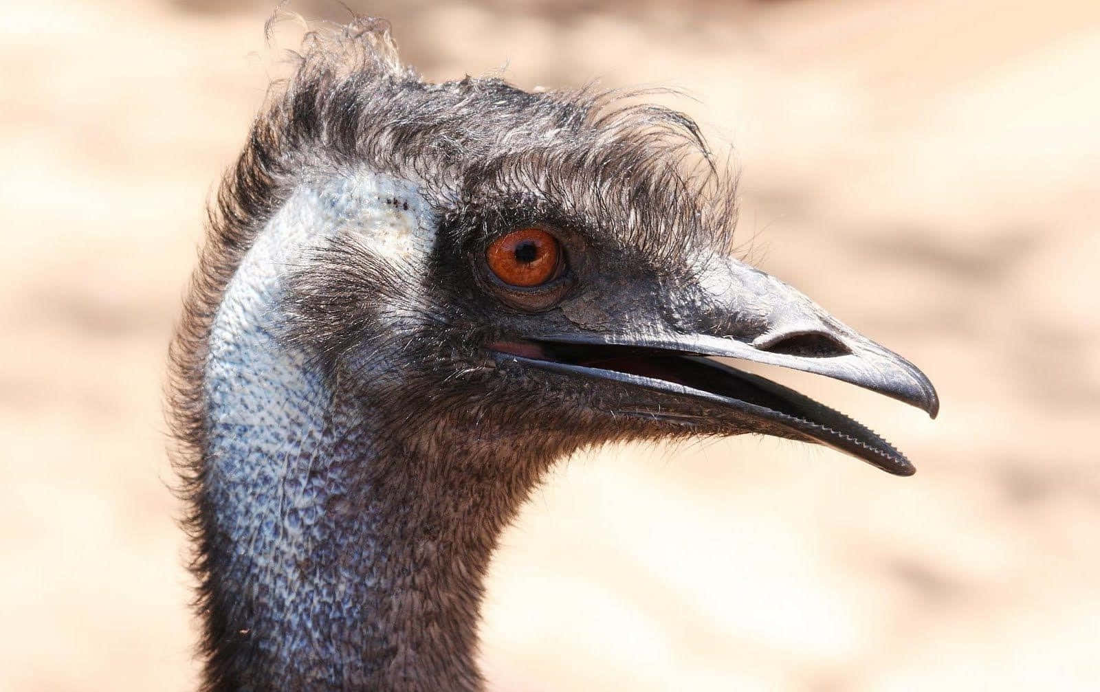 emu, dark feathers, orange eye, HD Desktop Wallpaper