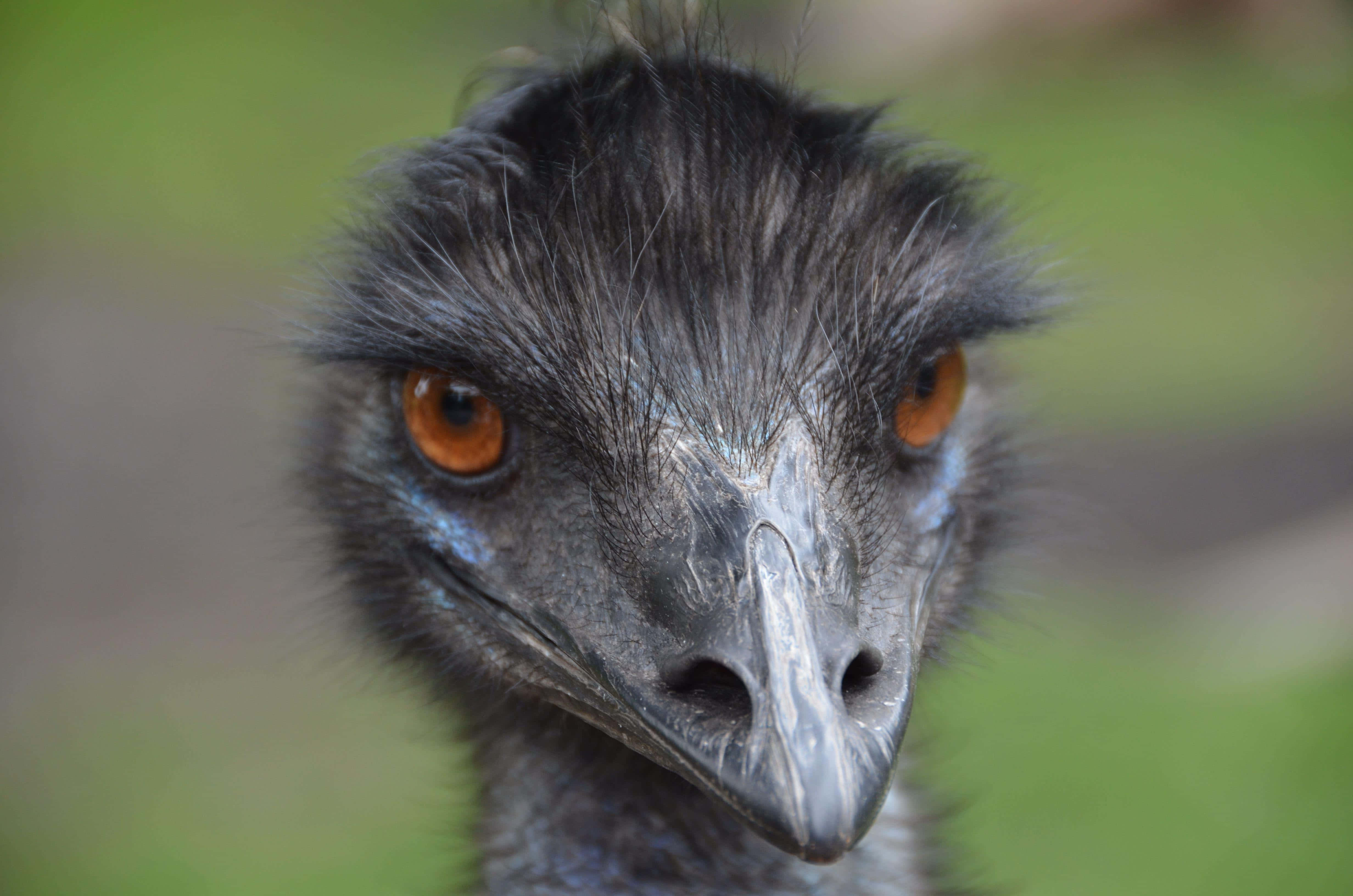 emu, intense orange eyes, dark feathered head, 4K Desktop Wallpaper