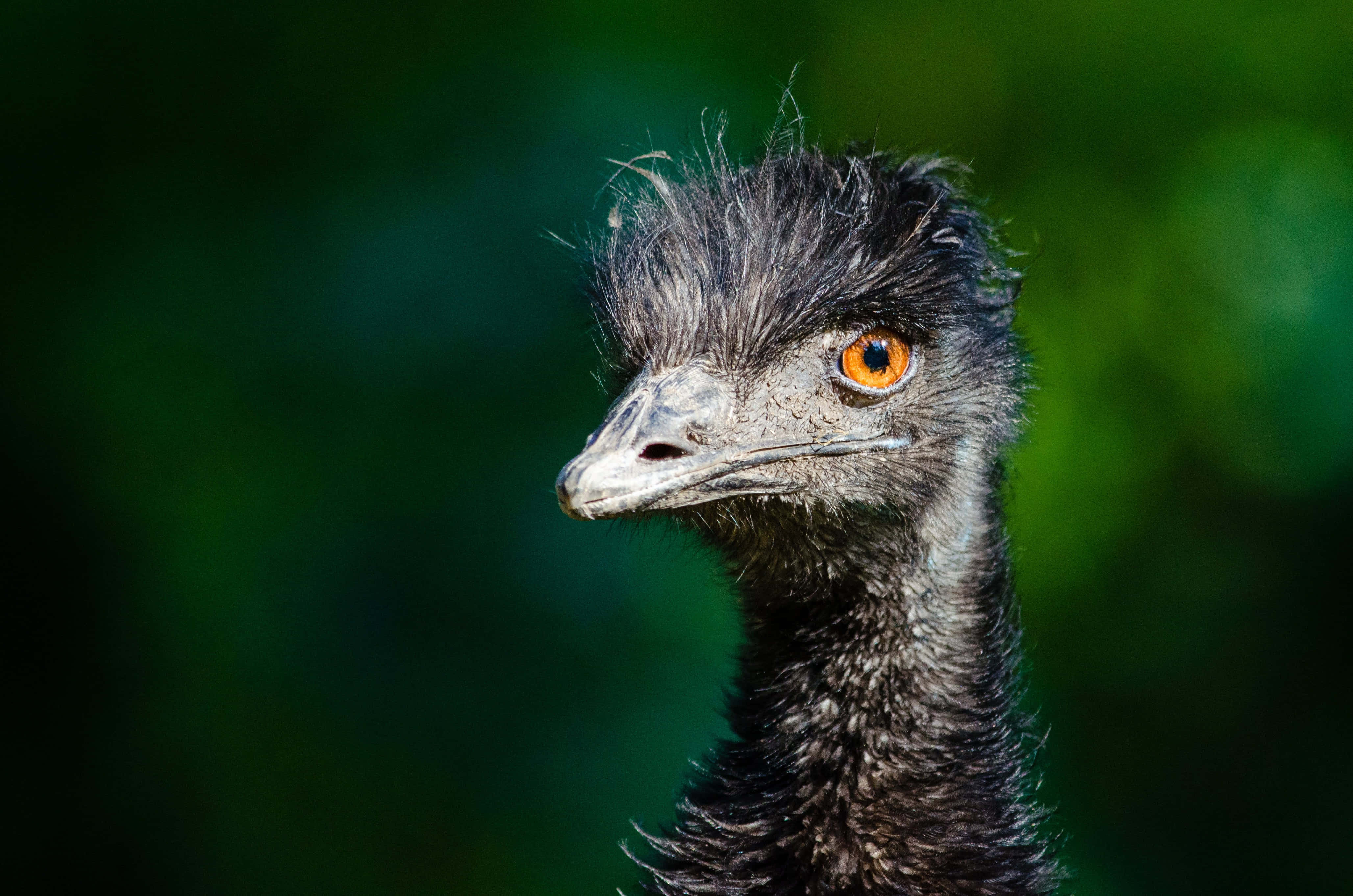 emu, orange eyes, dark feathers, 4K Desktop Wallpaper