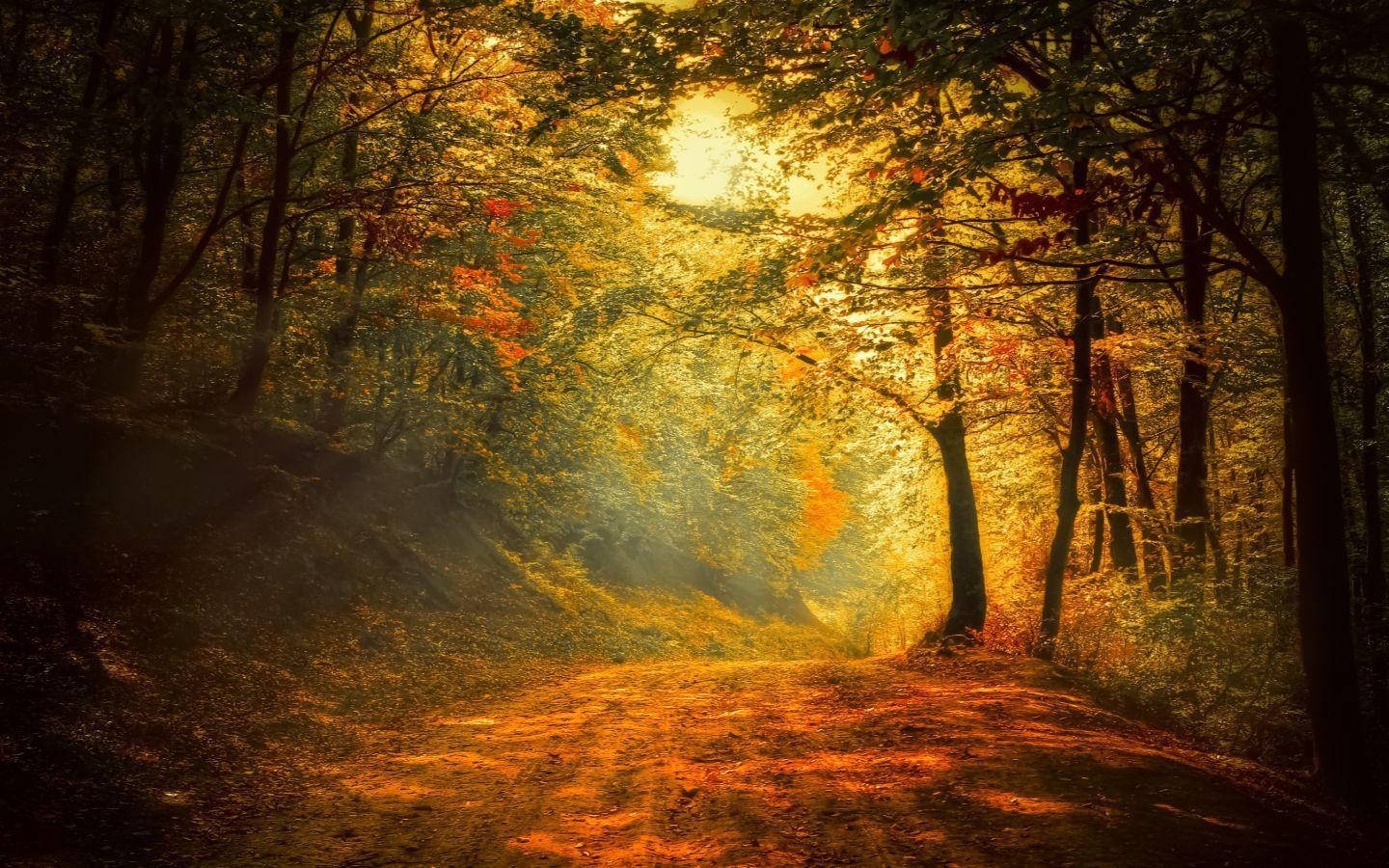 Quiet Enchanted Forest, sunlit forest path, autumn trees, HD Desktop Wallpaper