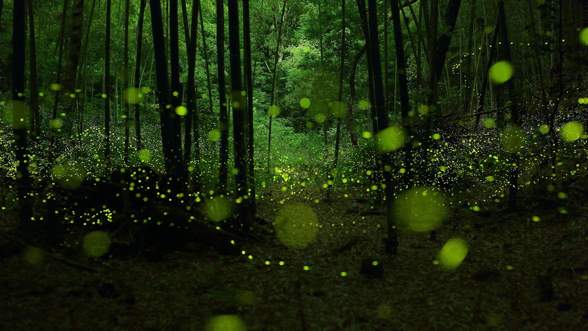 Enchanted Forest, night, glowing fireflies, Full HD Desktop Wallpaper