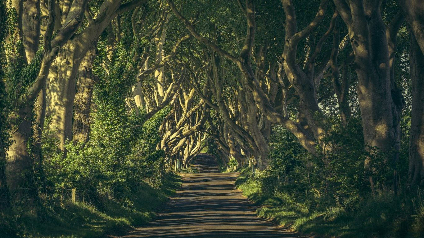 enchanted forest, winding road, dense canopy, HD Desktop Wallpaper