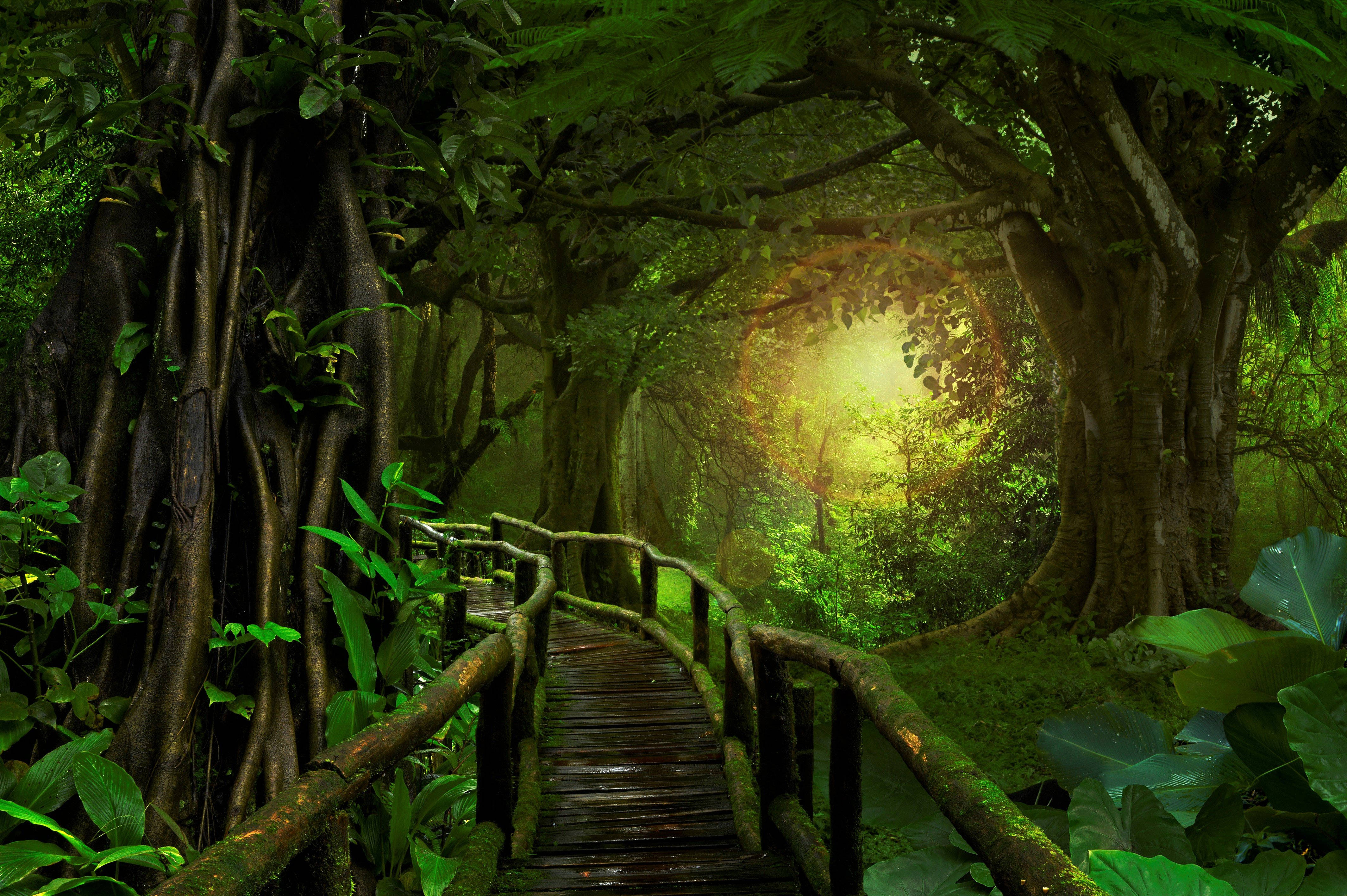wooden bridge, mossy wooden bridge, dense jungle canopy, 4K Desktop Wallpaper