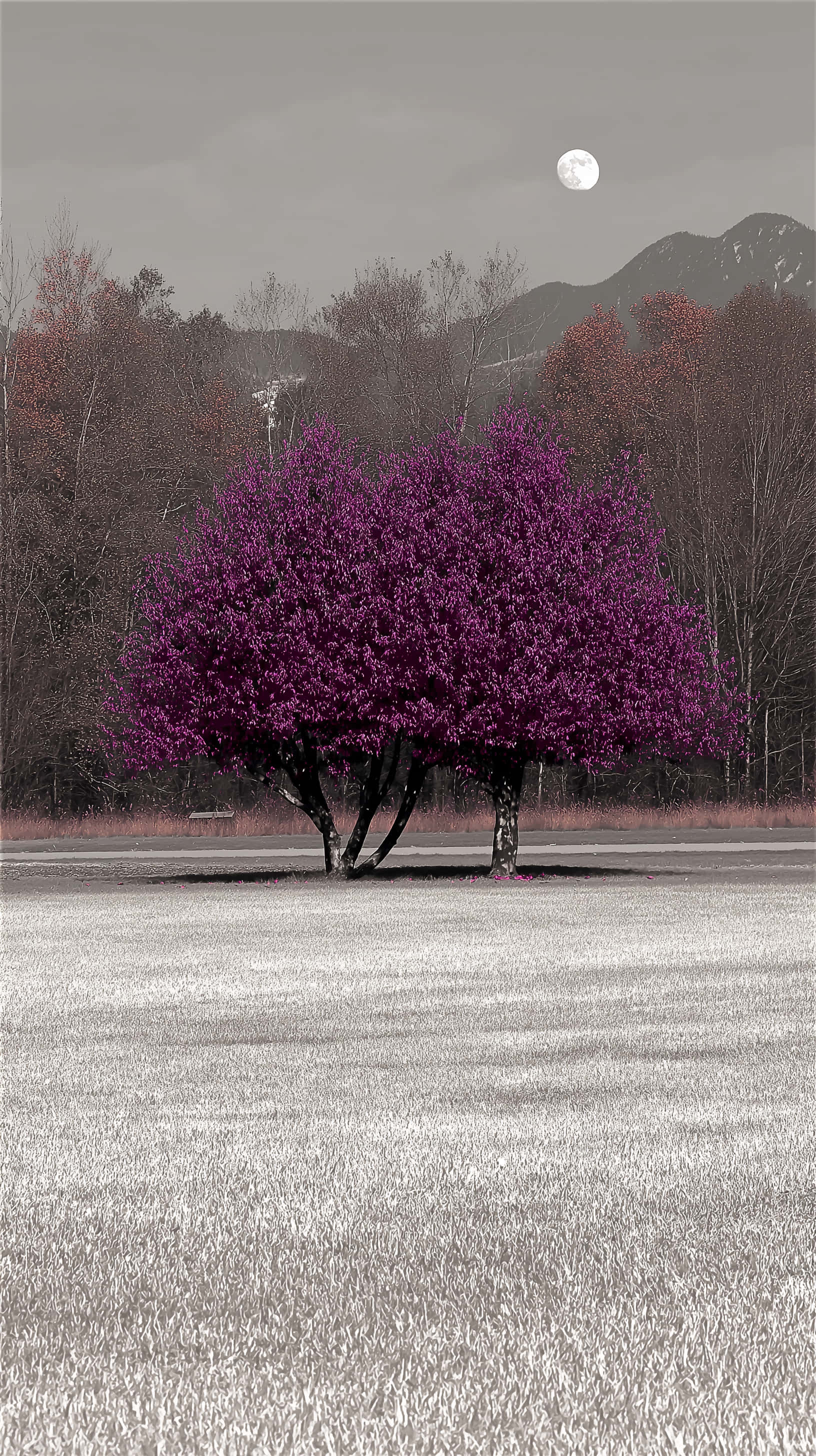 autumn moonlit meadow, vibrant purple flowering tree, full moon, 2K Phone Wallpaper