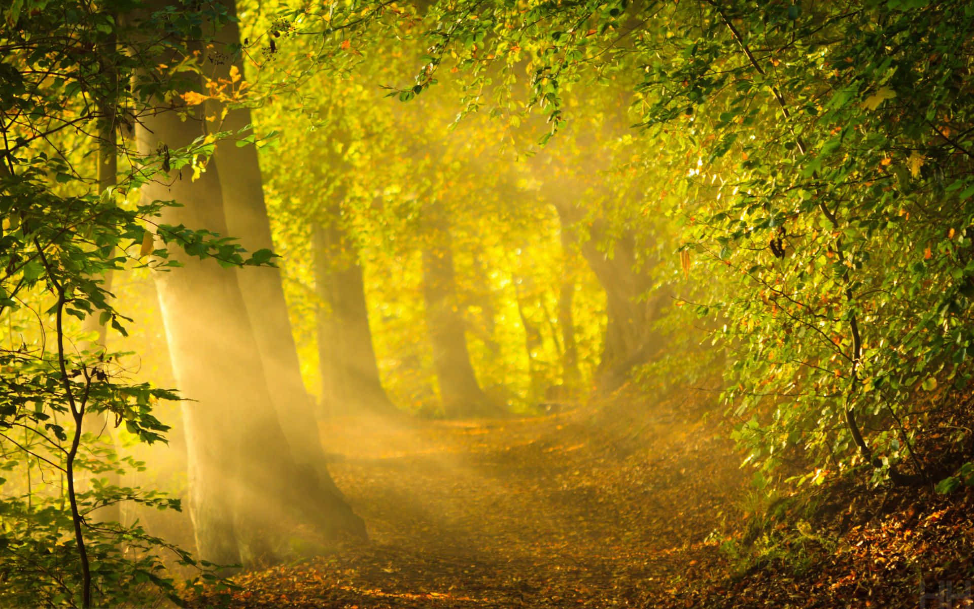 Enchanting, forest pathway, autumn leaves, Full HD Desktop Wallpaper