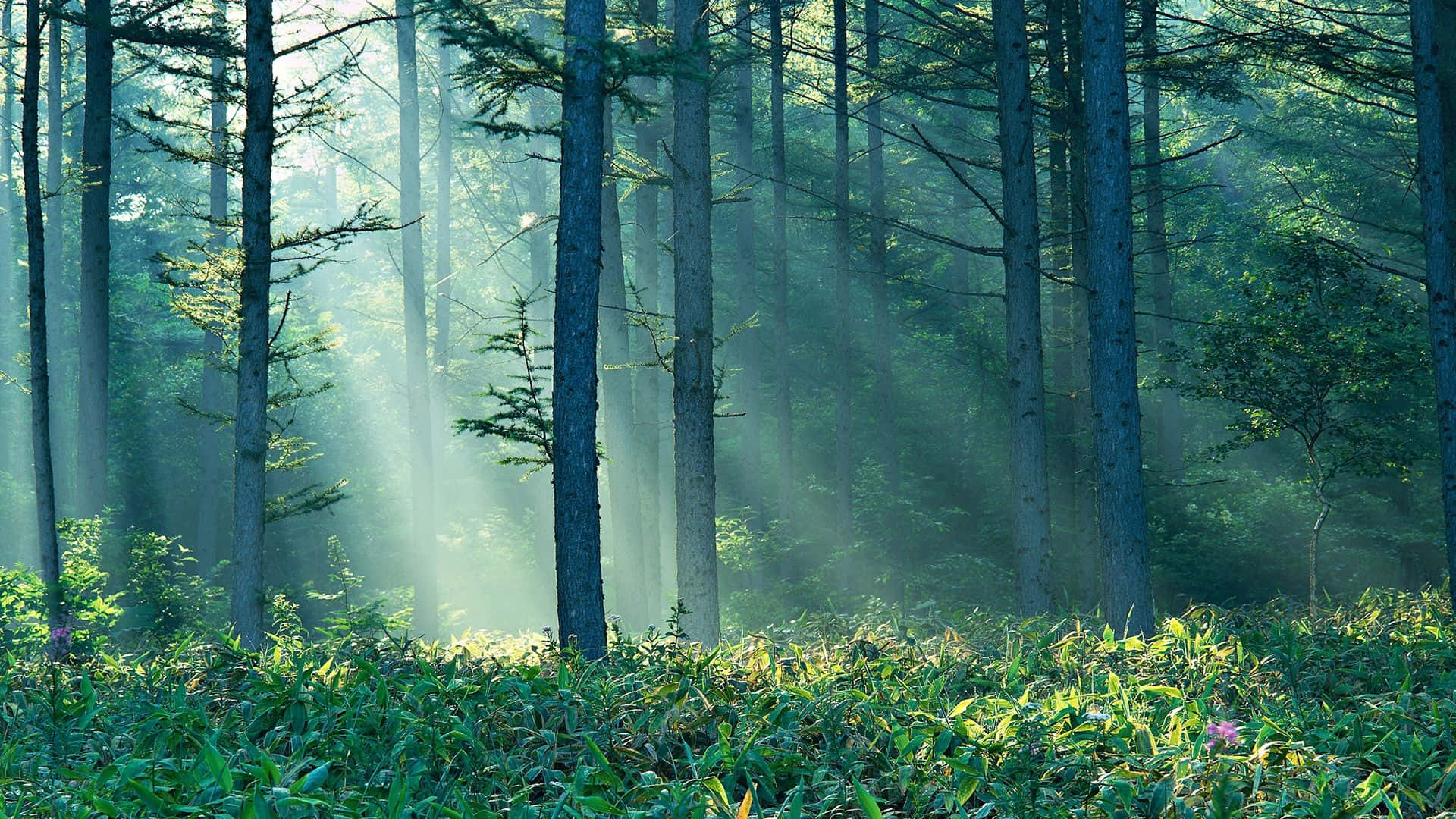 Enchanting Forest Scenery, Sunlight beams, tall pine trees, Full HD Desktop Wallpaper