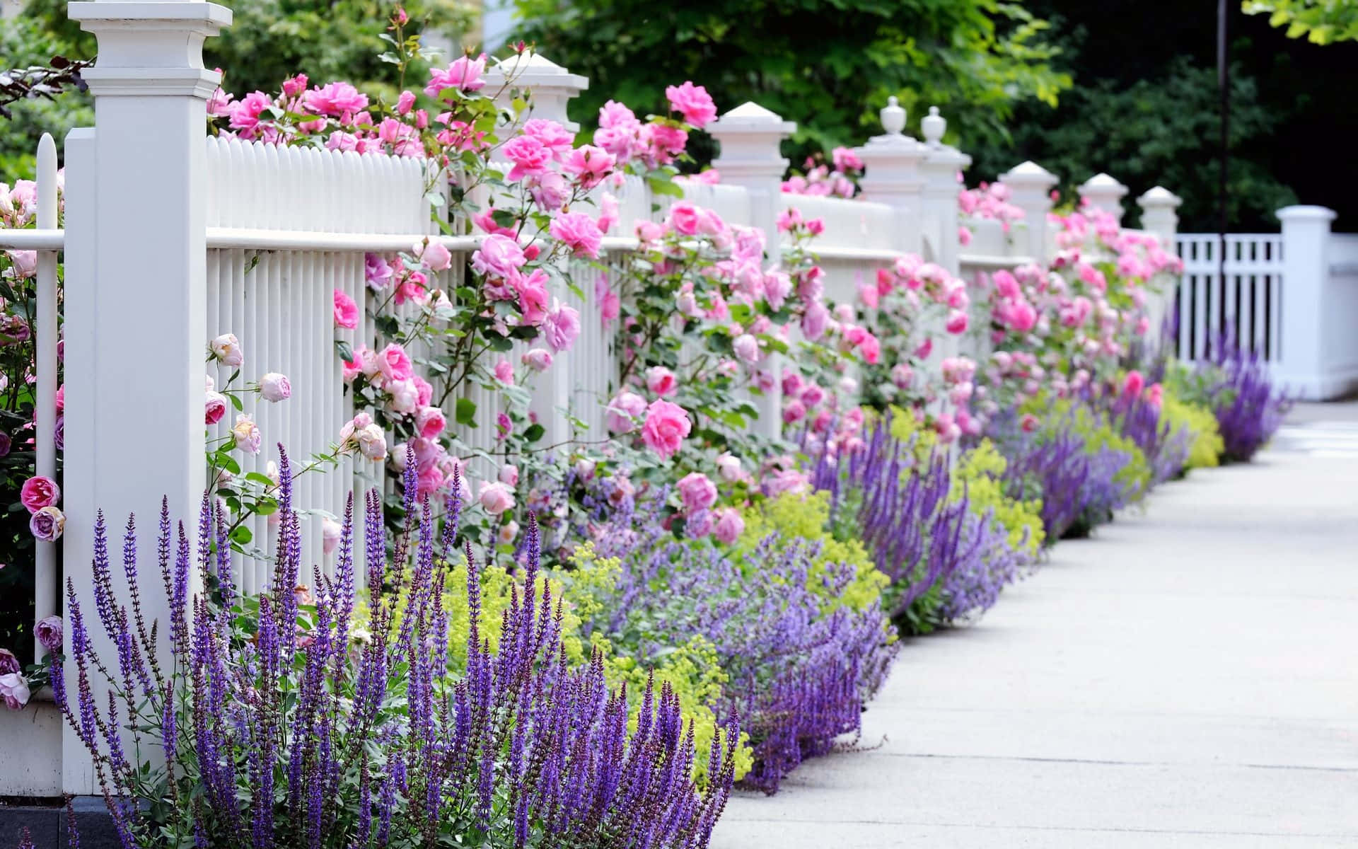pink roses, purple lavender, white picket fence, Full HD Desktop Wallpaper