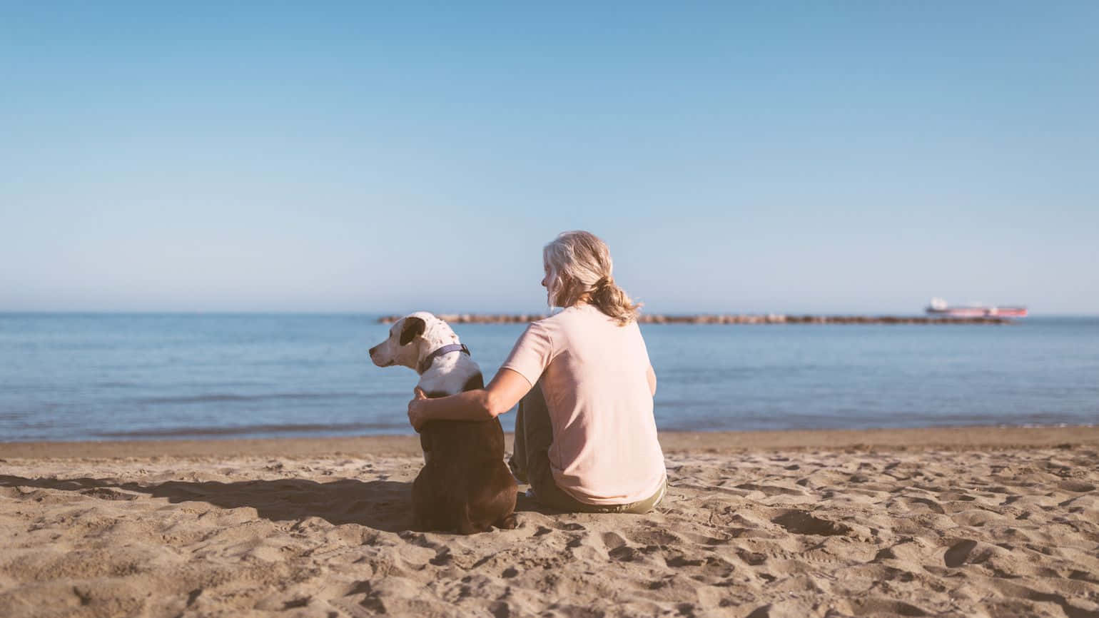 beach, dog, sandy beach, HD Desktop Wallpaper