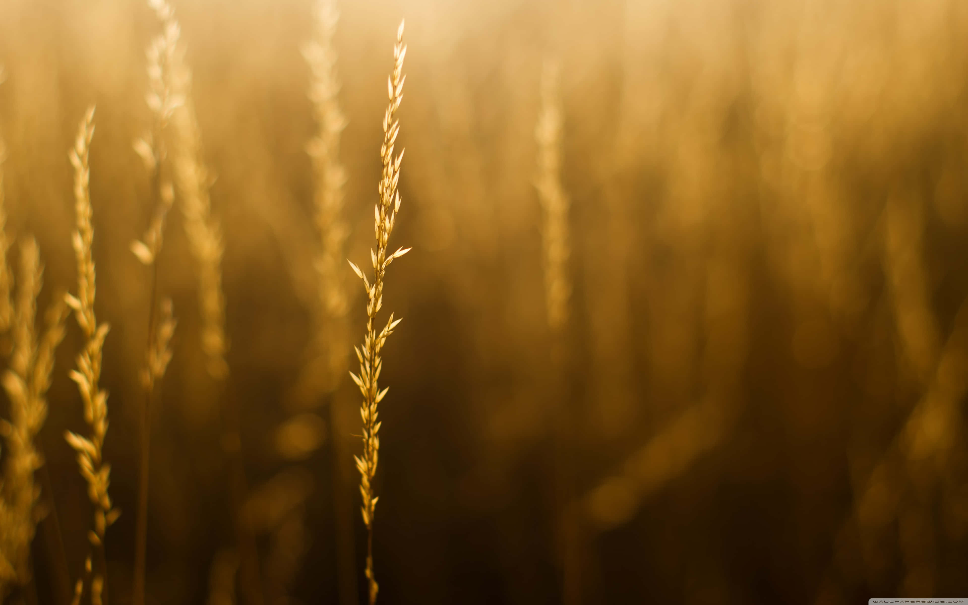 golden grass stalk, warm sunset light, softly blurred field, 4K Desktop Wallpaper