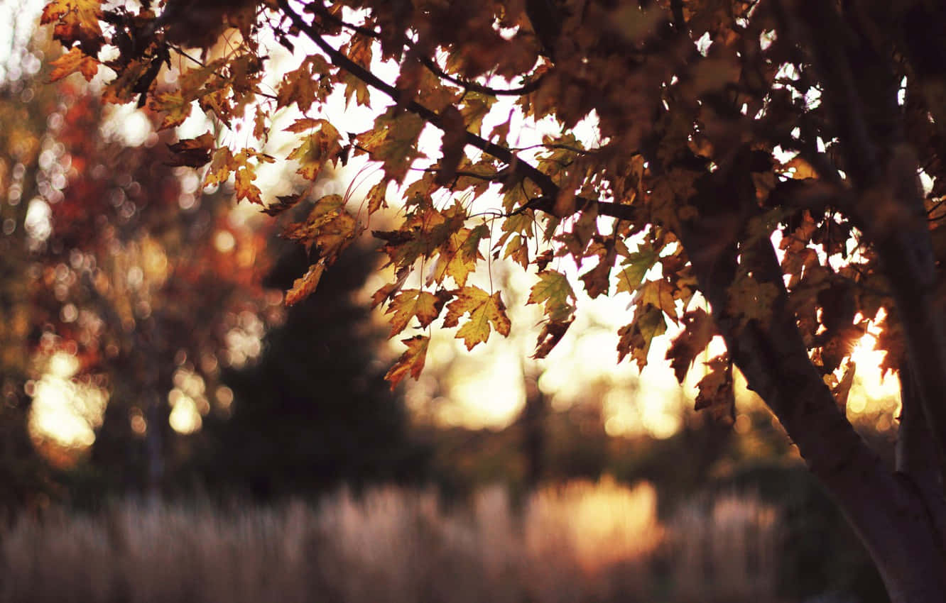 Golden autumn leaves, soft blurred background, sunlight filters through branches, HD Desktop Wallpaper