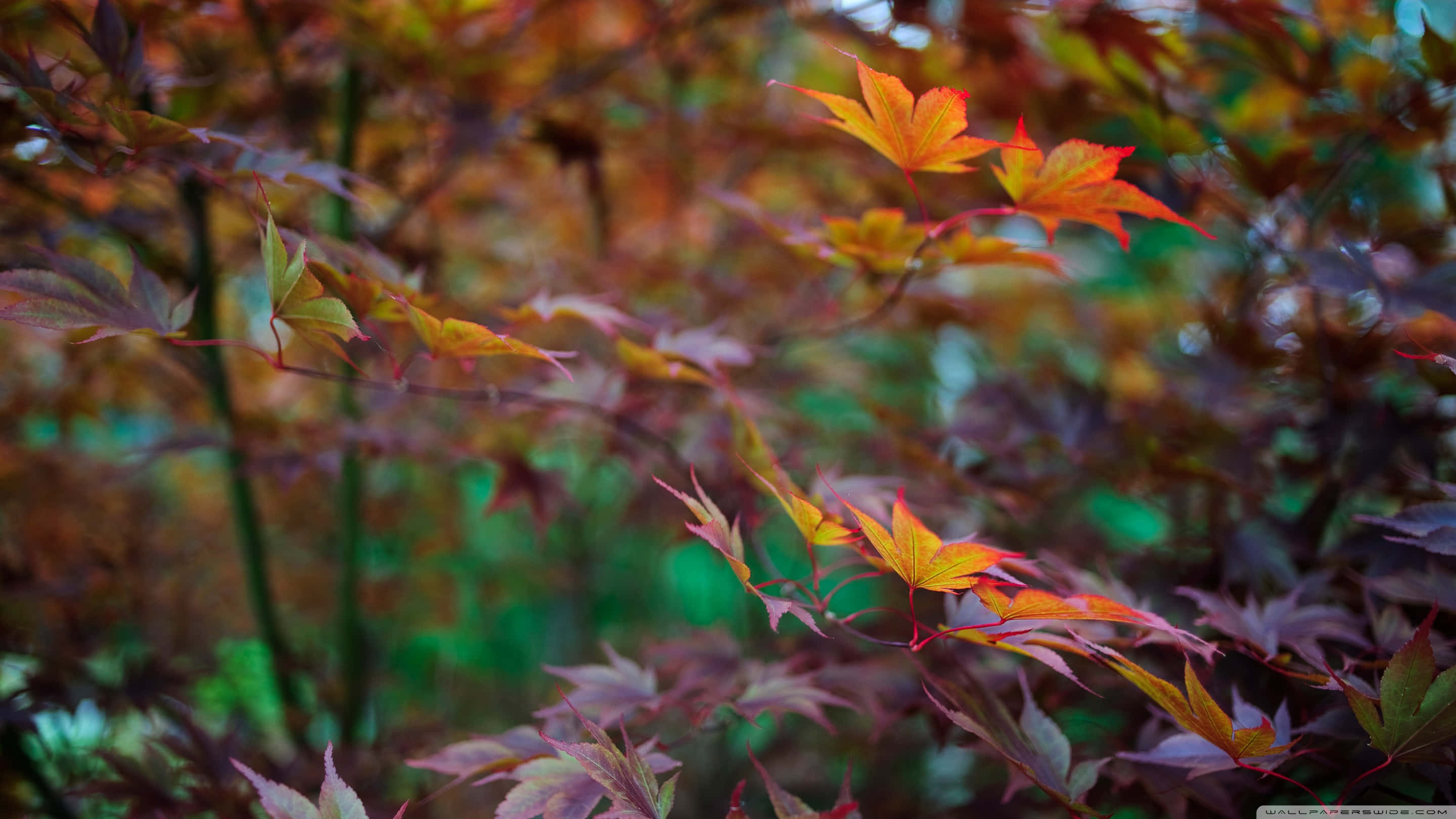 autumn maple leaves, fiery orange, deep burgundy, 2K Desktop Wallpaper