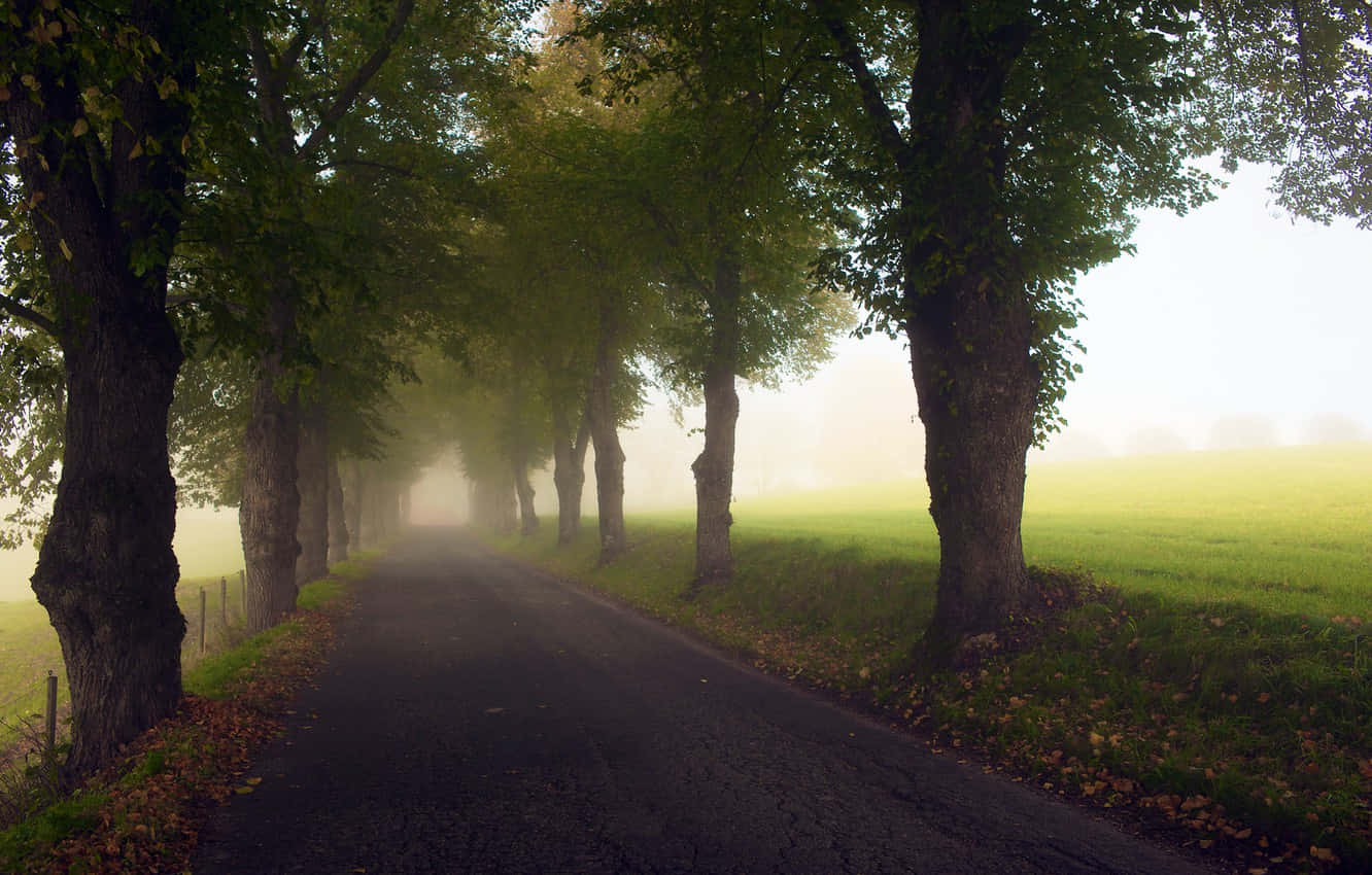 End Of Summer, autumn field, tree-lined road, HD Desktop Wallpaper