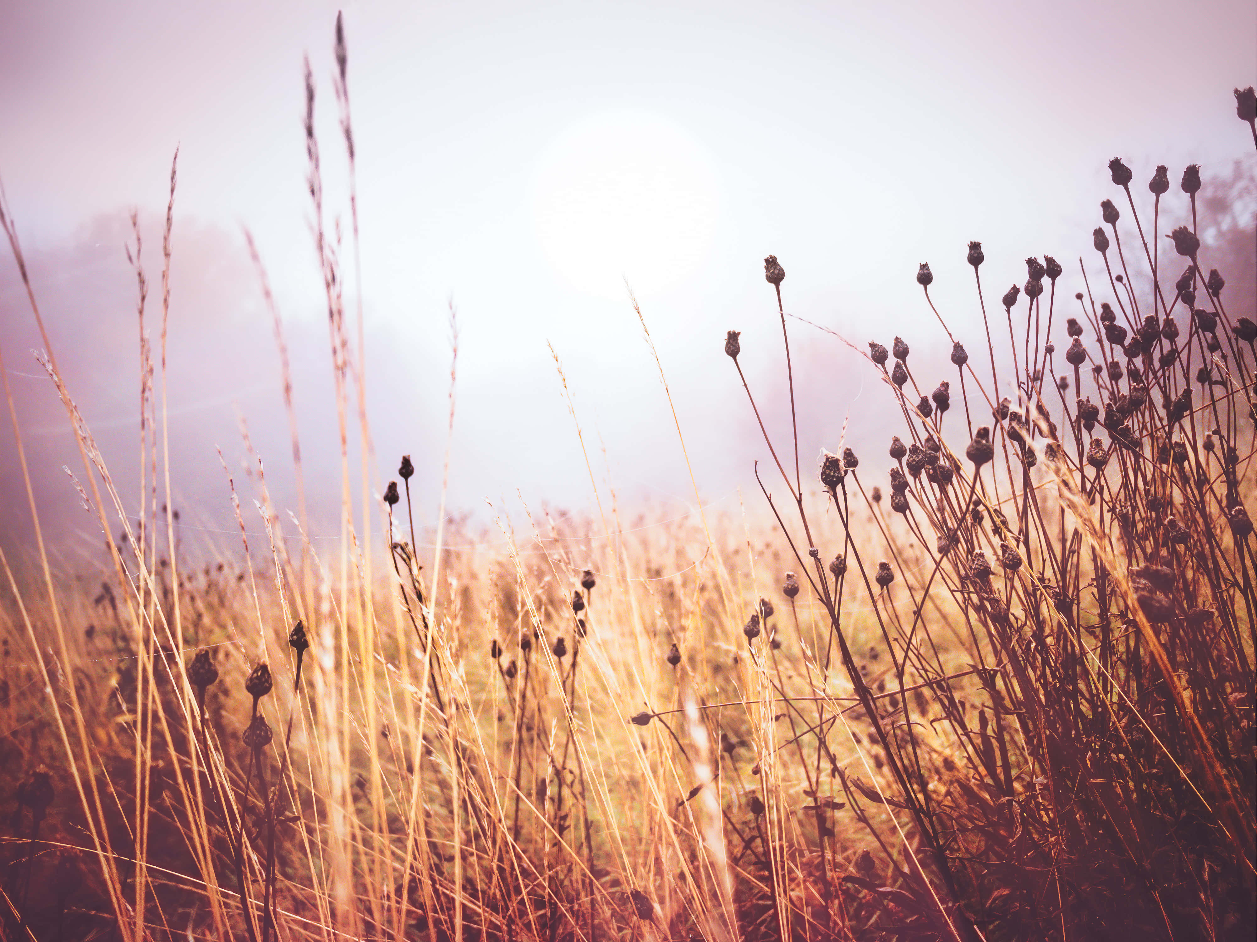 Golden grasses, soft morning light, sun flares, 4K Desktop Wallpaper