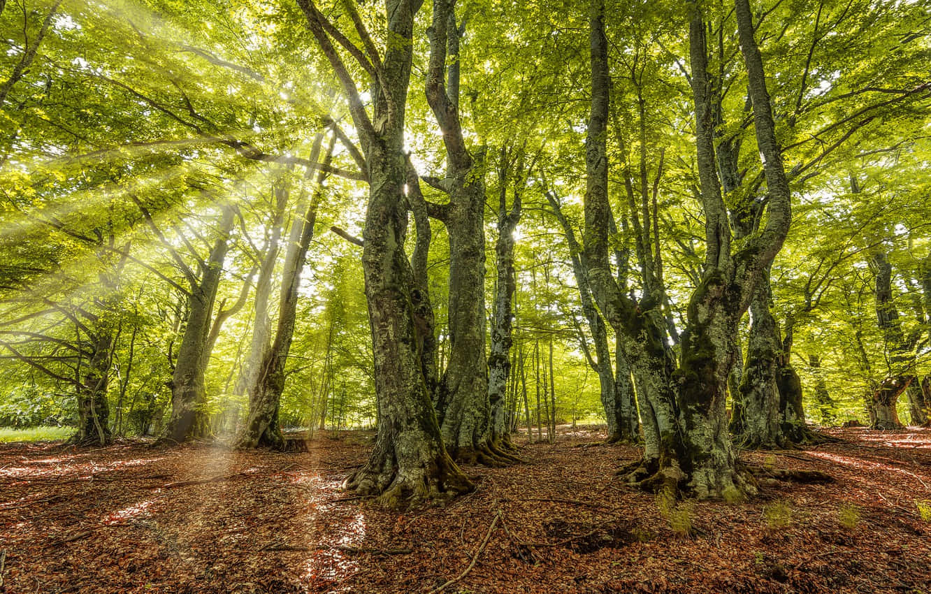 End Of Summer, Sunlight beams, dense canopy, HD Desktop Wallpaper