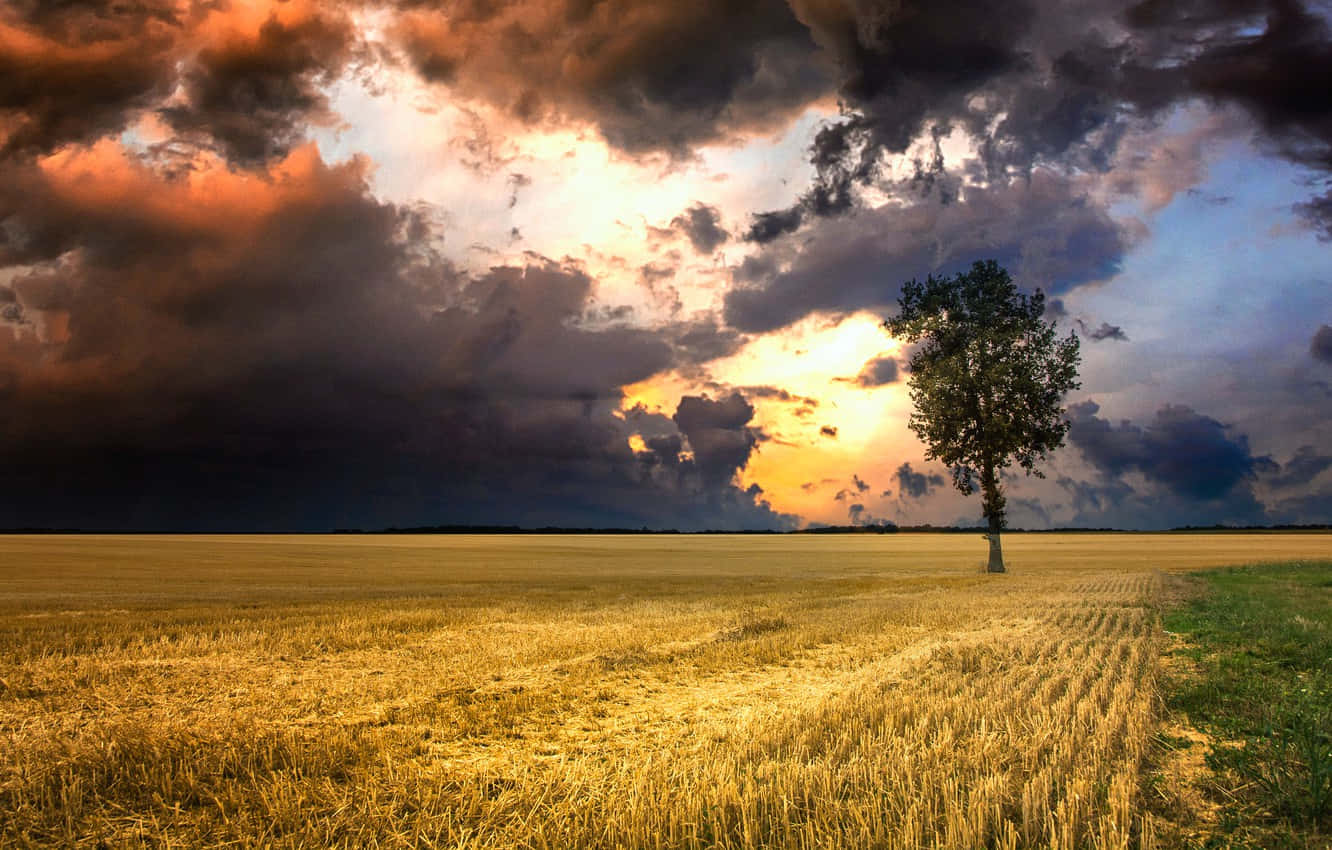lone tree, golden wheat field, dramatic sunset sky, HD Desktop Wallpaper