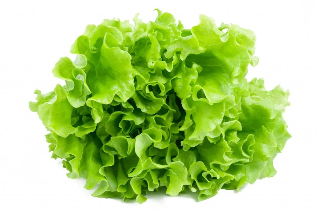 Endive