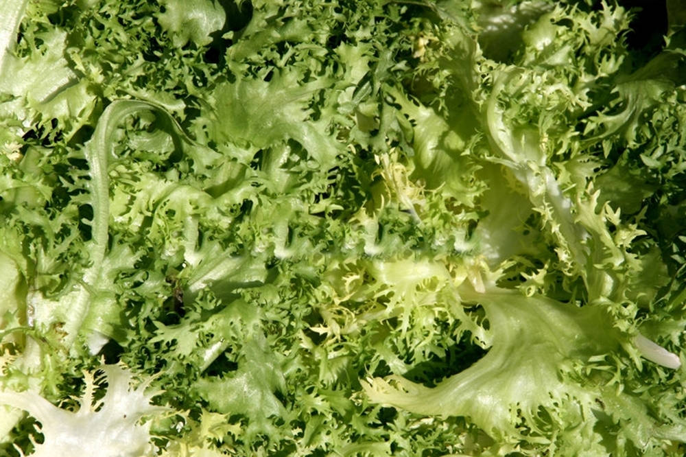 curly dark green endive, fresh curly green lettuce, intricate frilly edges, SD Desktop Wallpaper