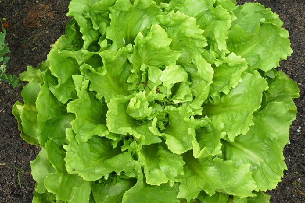 Endive, broadleaf Batavian variety, vibrant green, SD Desktop Wallpaper
