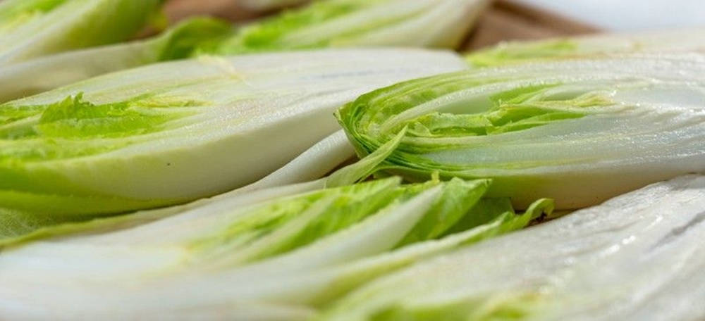 Endive, cross section cuts, crisp white bases, SD Desktop Wallpaper