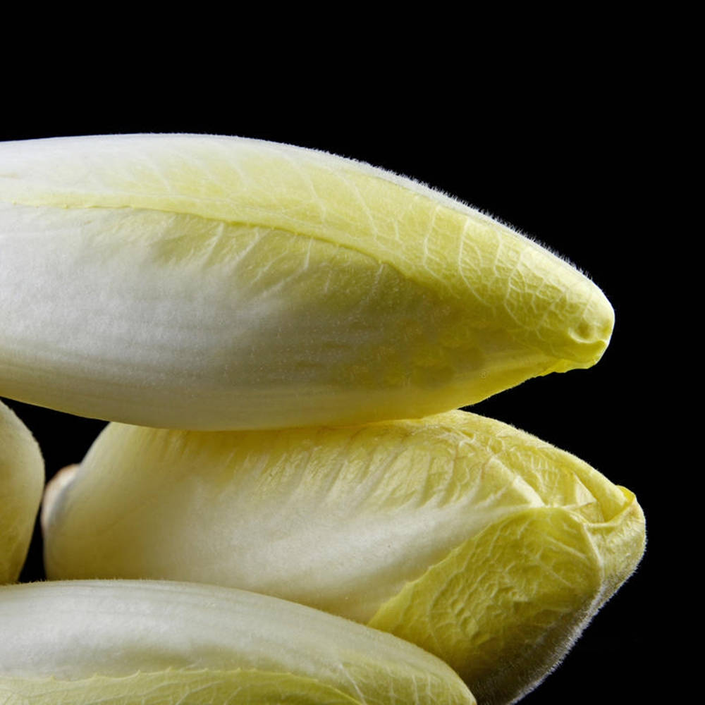 cylinder shaped belgian endive vegetable, pale yellow, chicory buds, SD Desktop Wallpaper