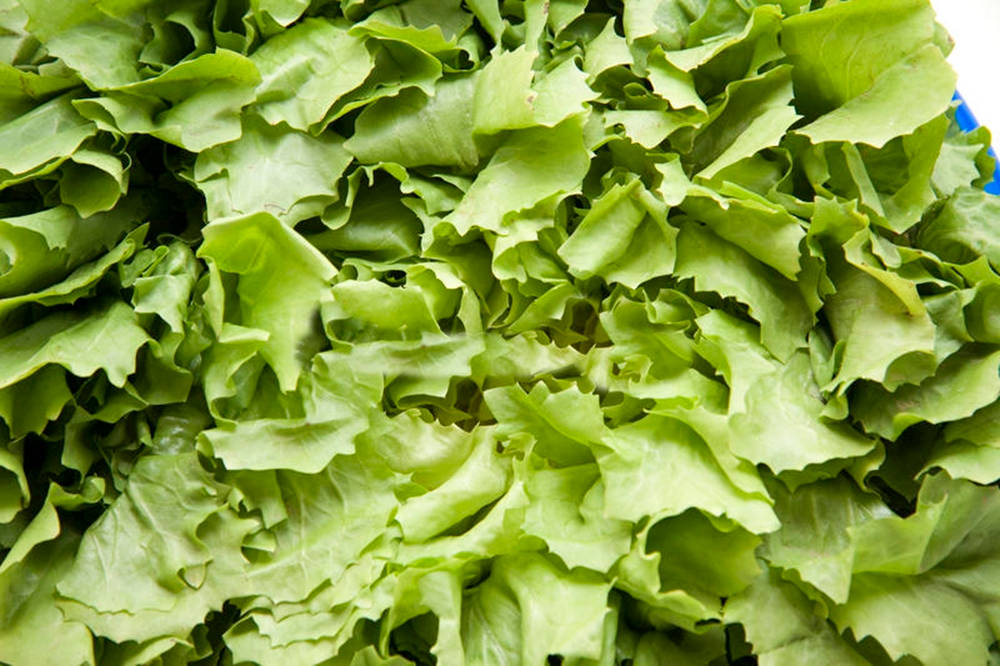 chicory family, green endive, vegetable, SD Desktop Wallpaper
