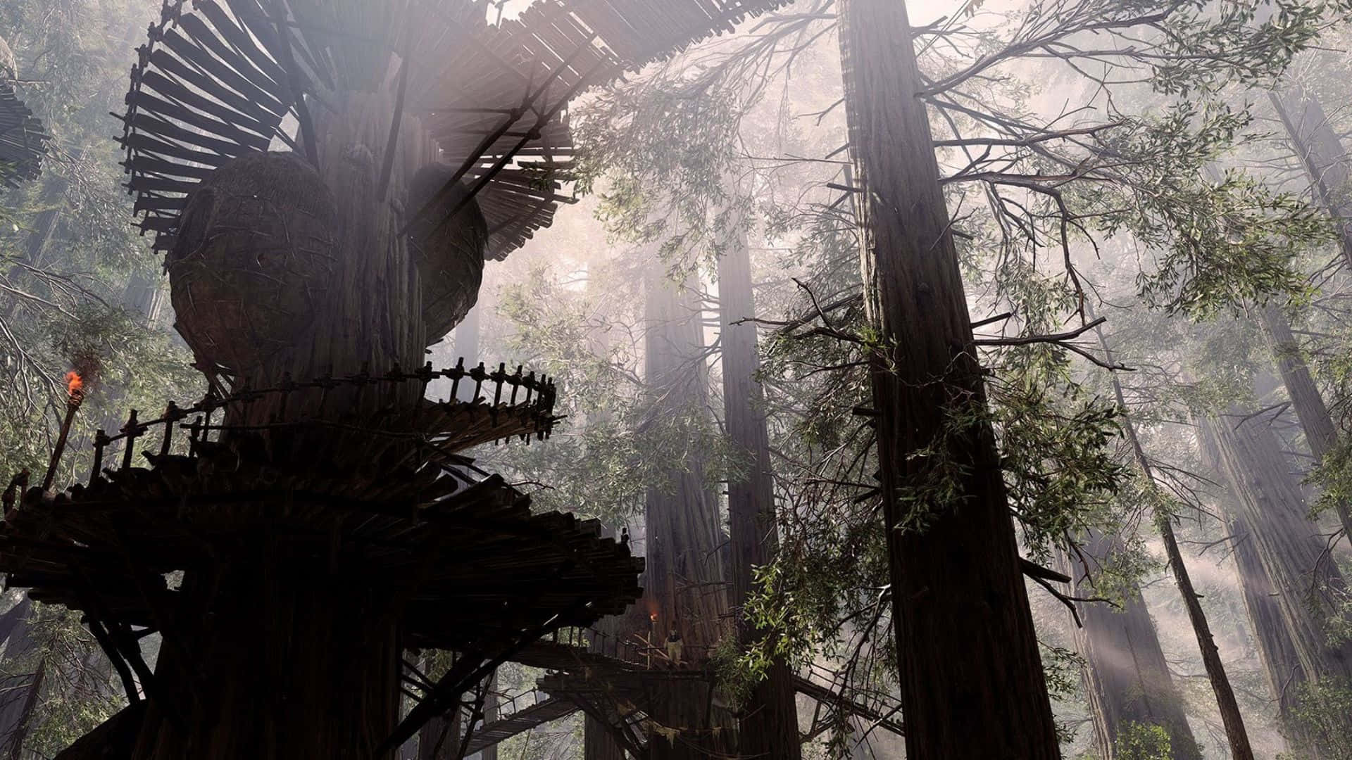 Endor, redwoods, mist, Full HD Desktop Wallpaper