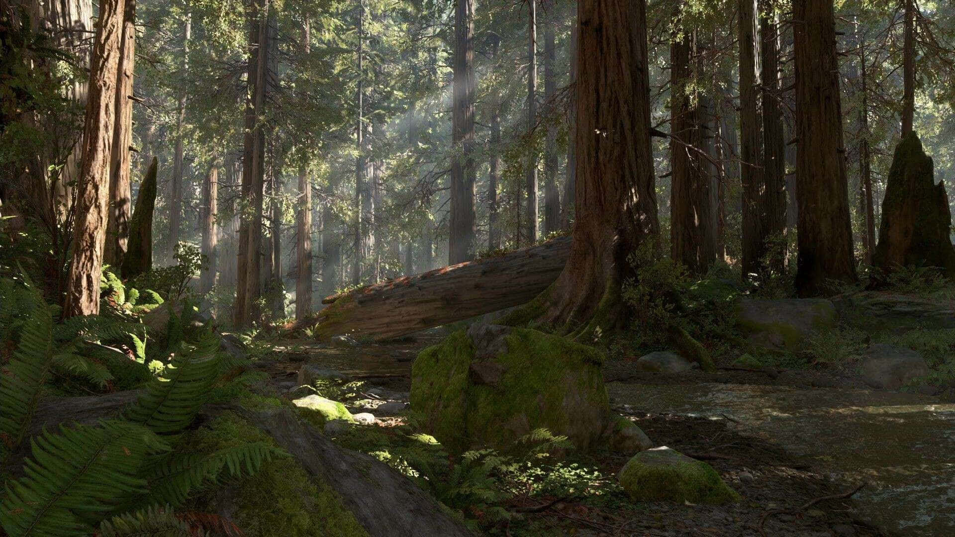 Endor, 1920 x 1080, sunlight, Full HD Desktop Wallpaper