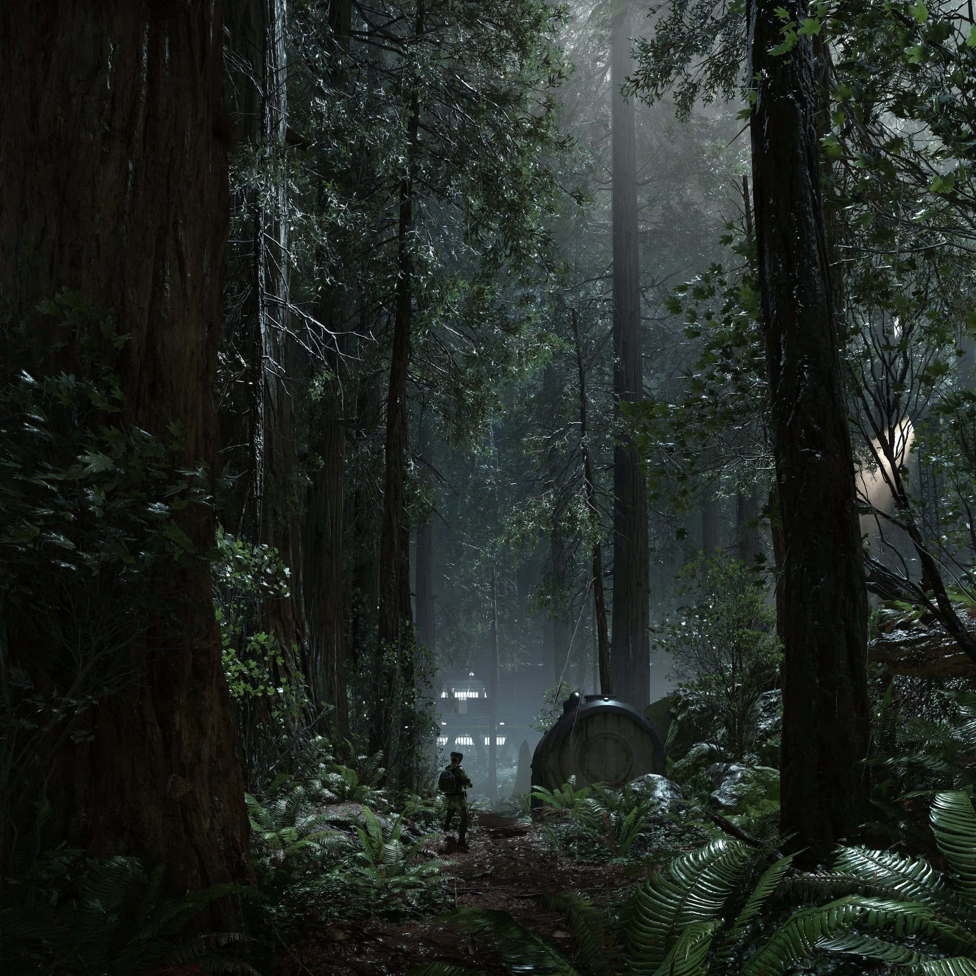 Endor, redwoods, misty forest, Full HD Desktop Wallpaper