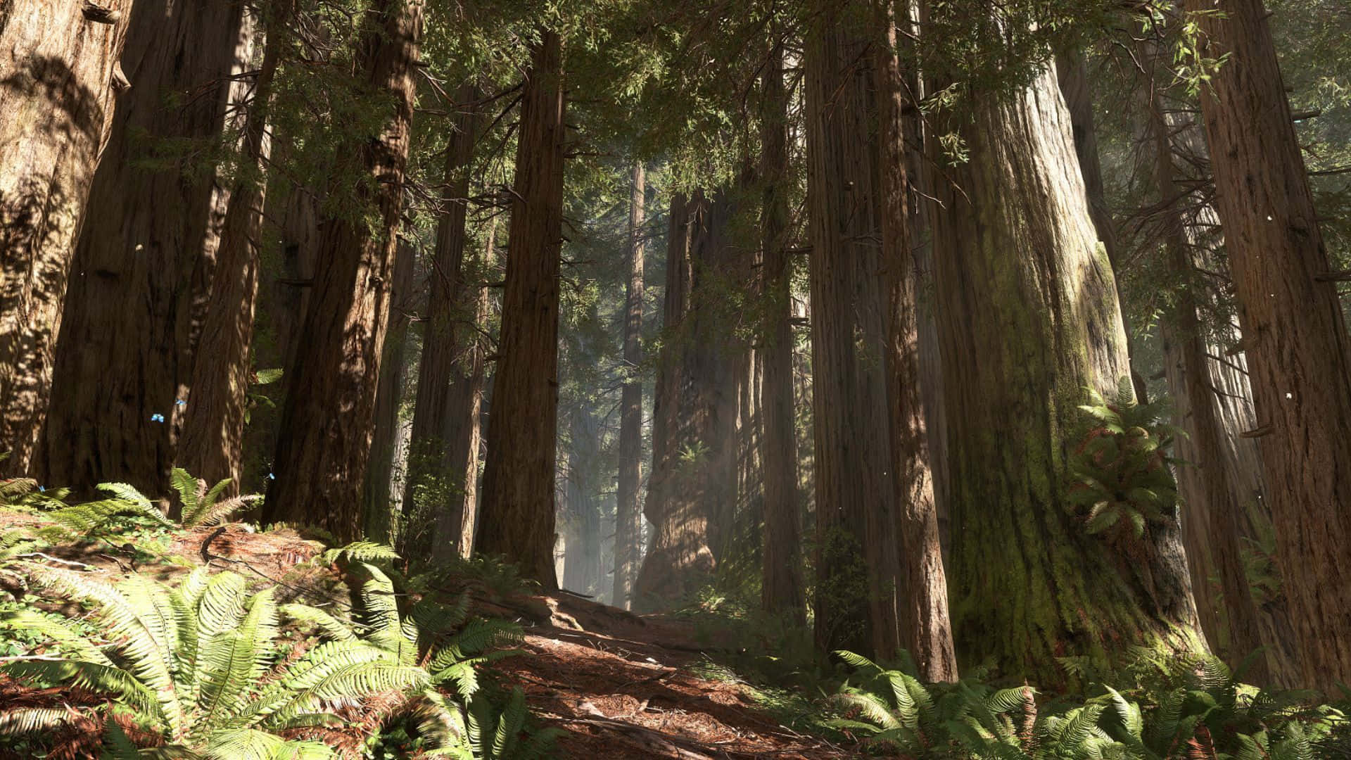 Endor, redwood trees, sunlight, Full HD Desktop Wallpaper