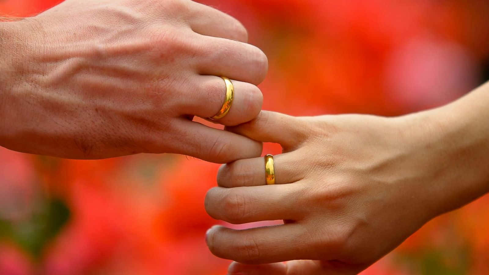 thin gold band design, gold wedding rings, vibrant red floral background, HD Desktop Wallpaper