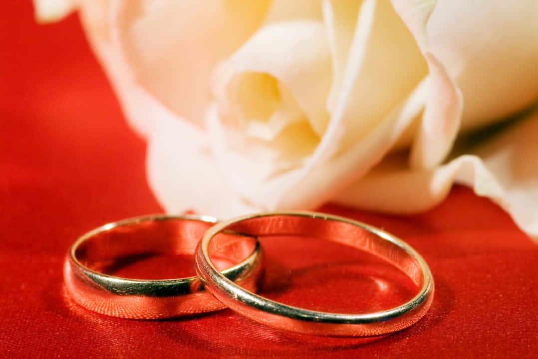 gold band design engagement rings, red velvet surface, white rose, SD Desktop Wallpaper