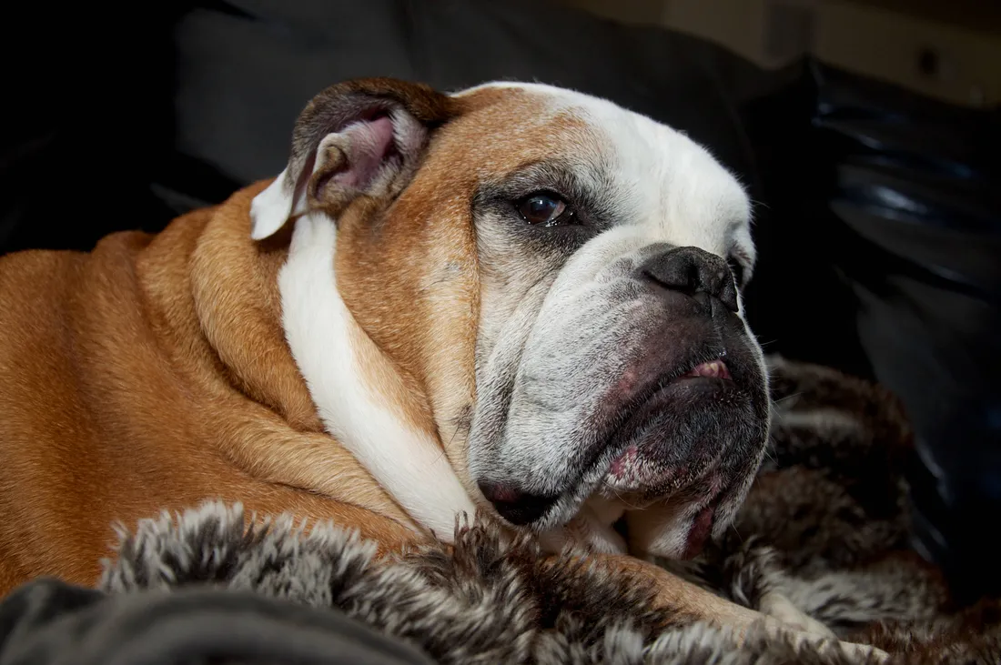English Bulldog Wallpapers