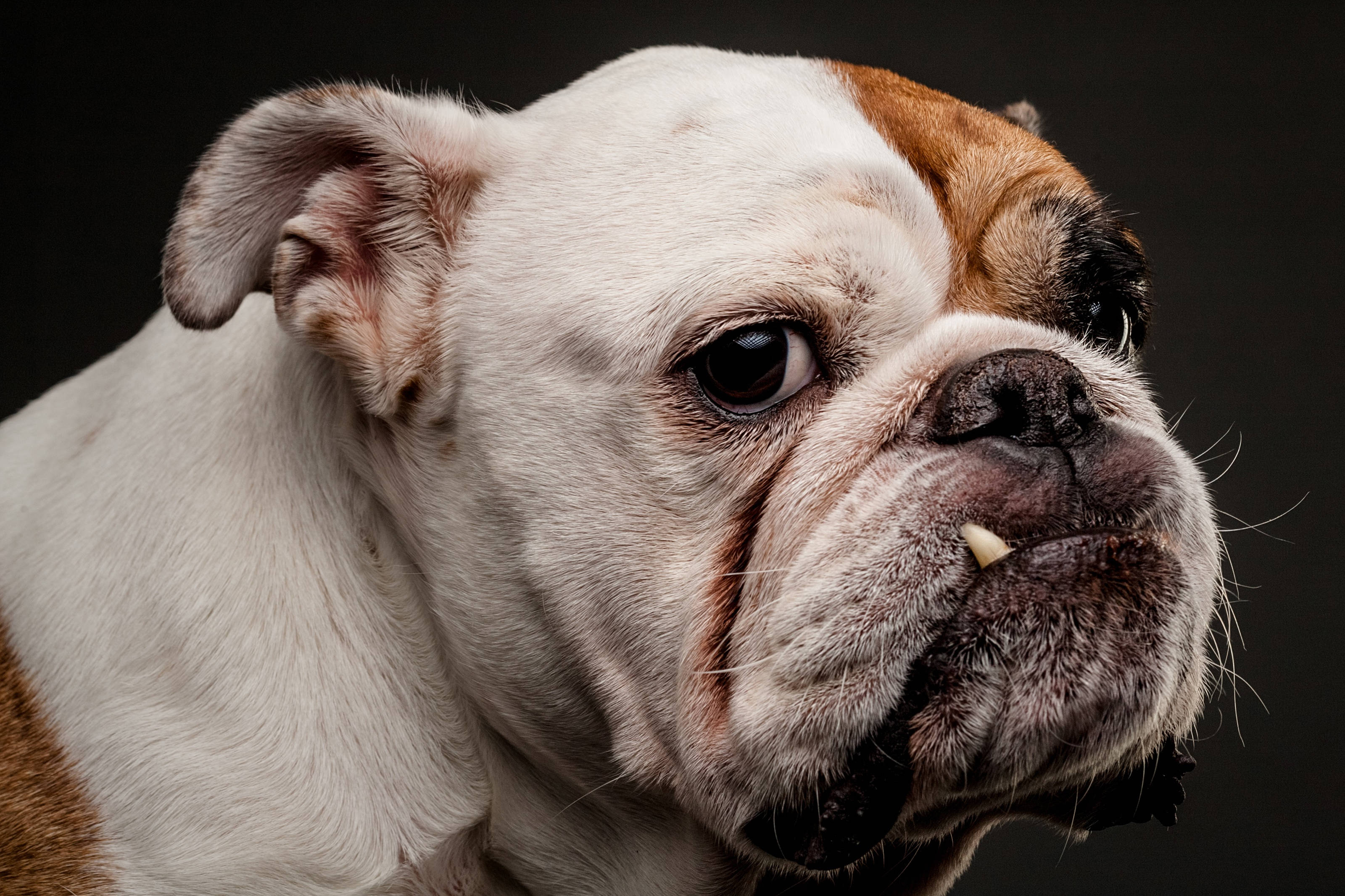 English Bulldog, wrinkled bulldog, white and brown fur, 2K Desktop Wallpaper
