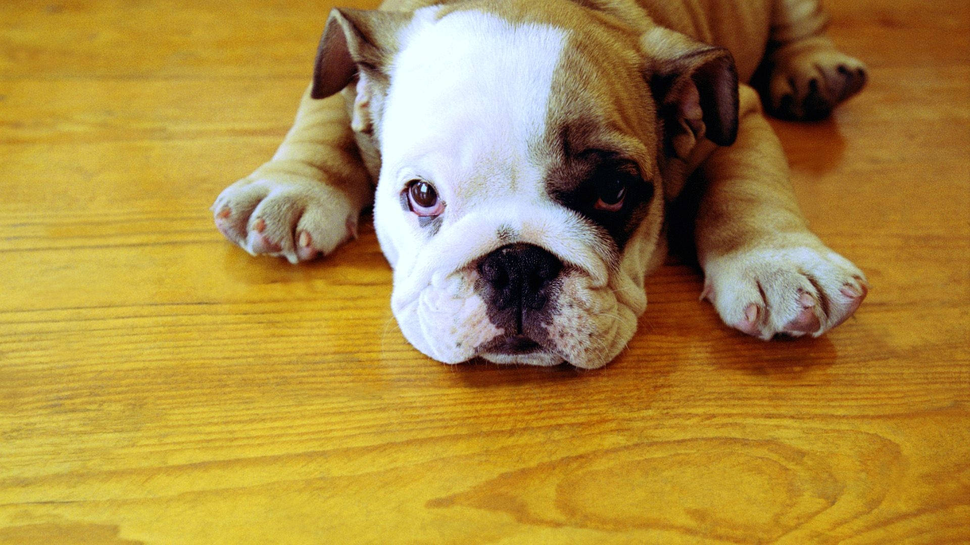 English Bulldog, wrinkled, white and tan fur, Full HD Desktop Wallpaper