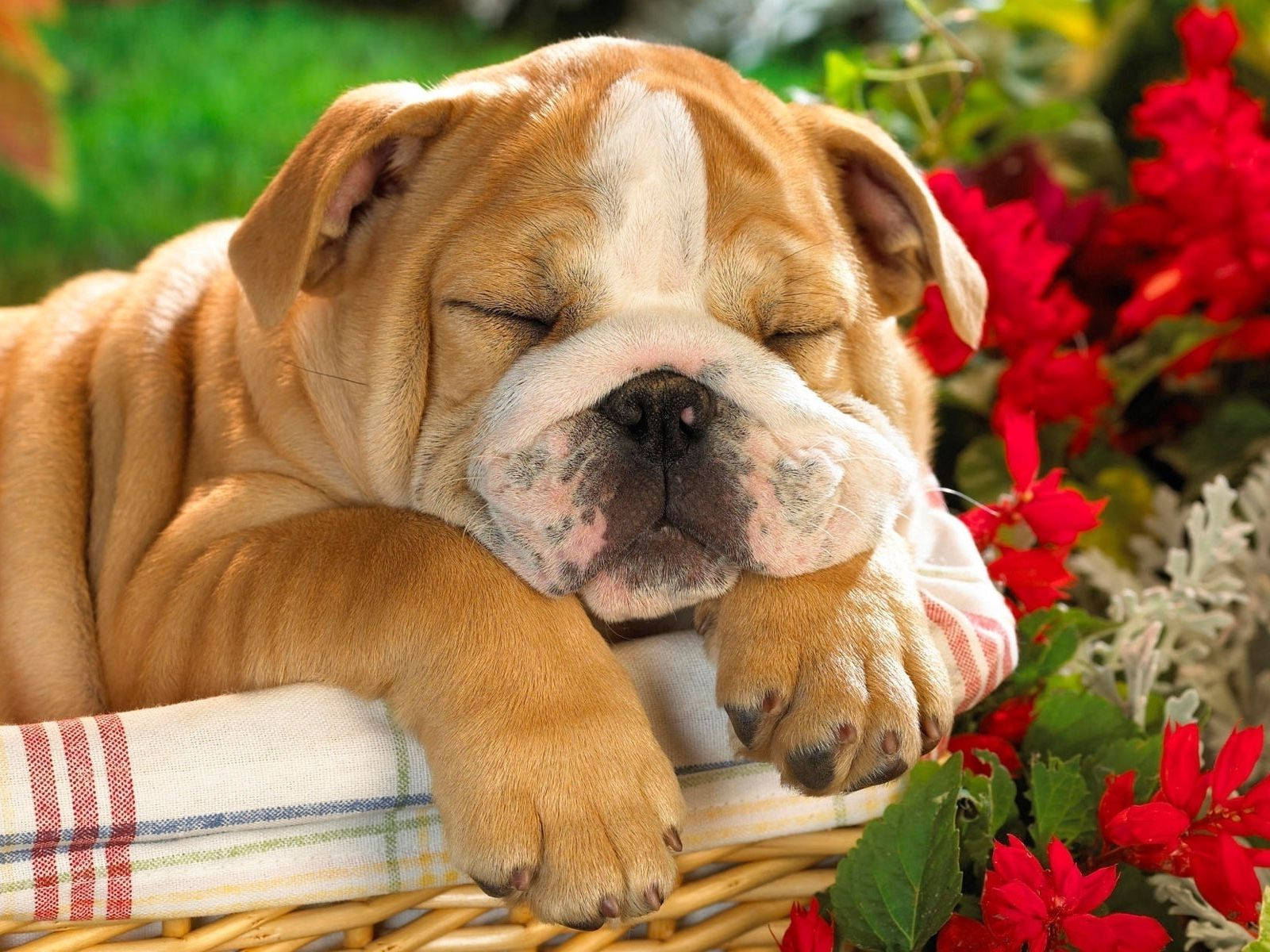 English Bulldog, striped blanket, wicker basket, HD Desktop Wallpaper
