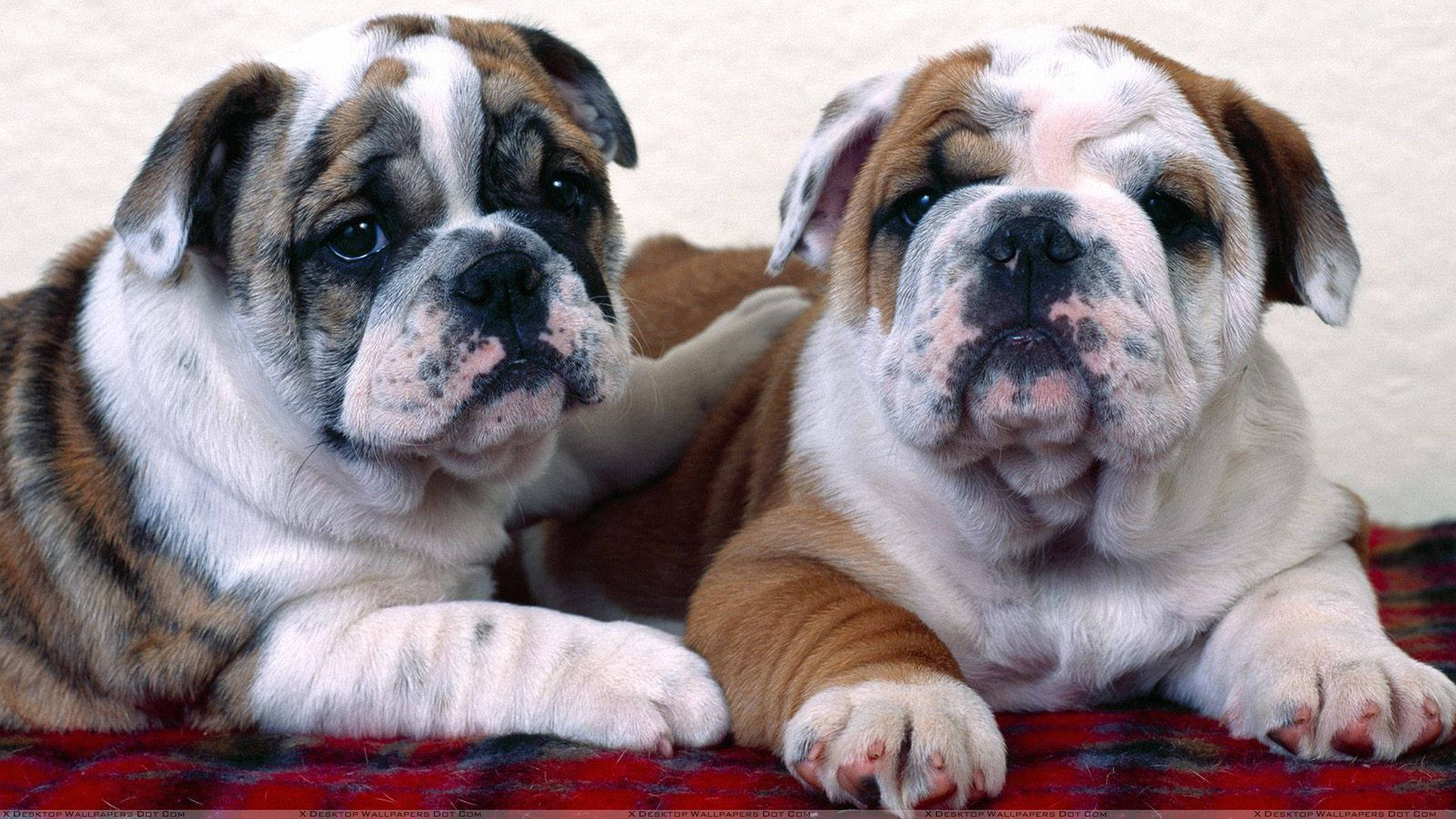 English Bulldog, puppies, wrinkled faces, Full HD Desktop Wallpaper