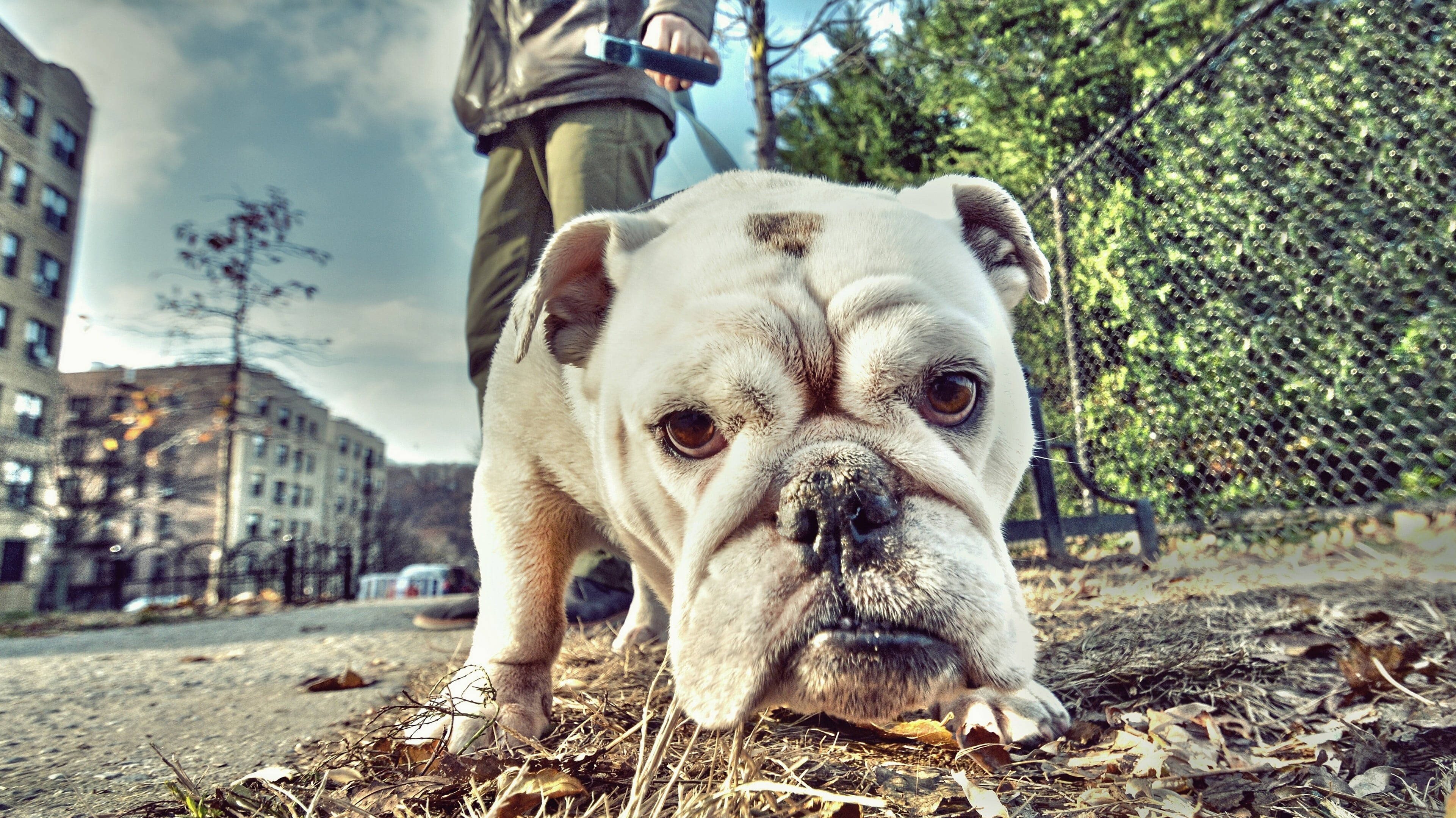 English Bulldog, white bulldog, wrinkled face, 4K Desktop Wallpaper