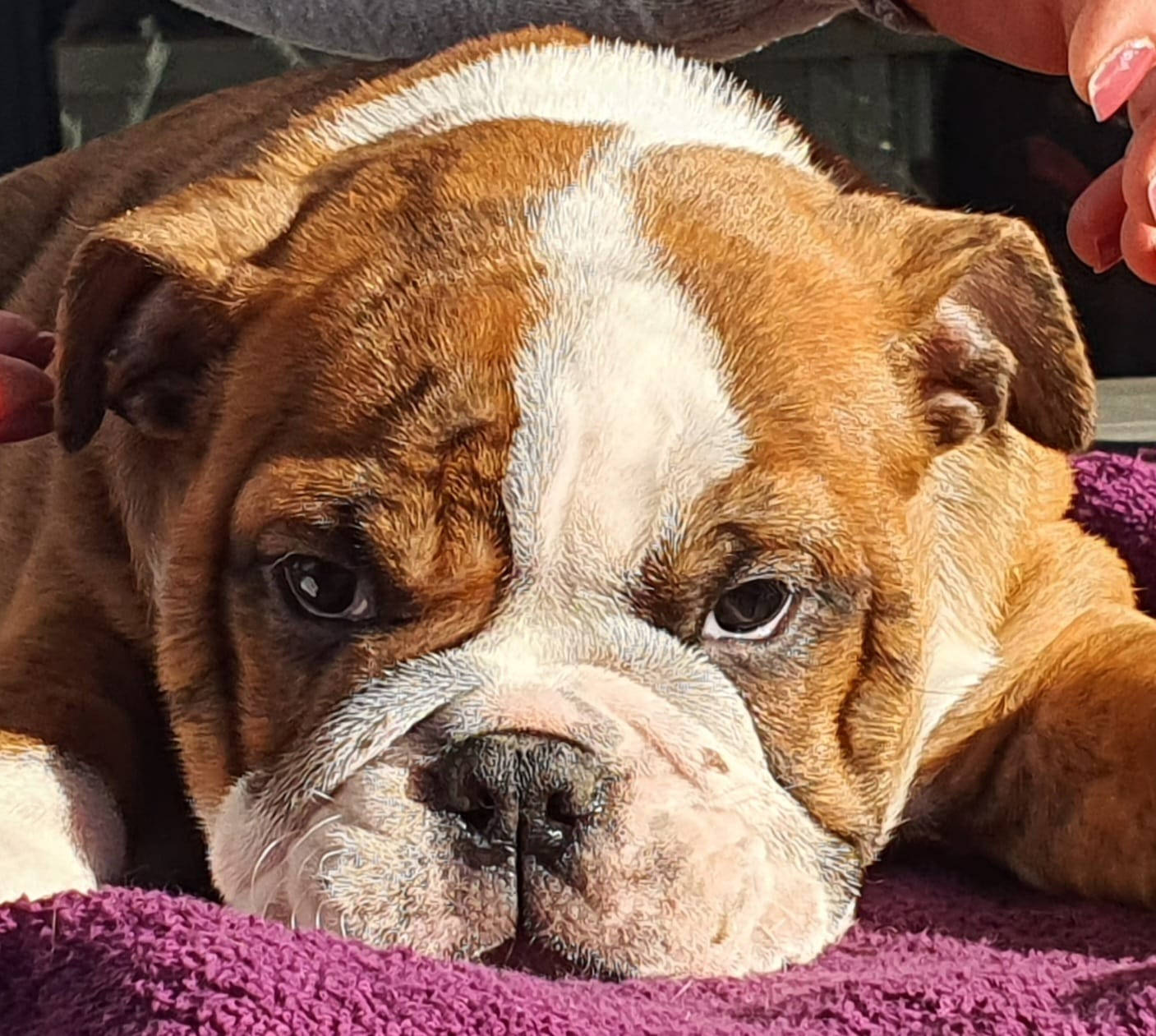 English Bulldog, brown and white, purple towel, HD Desktop Wallpaper