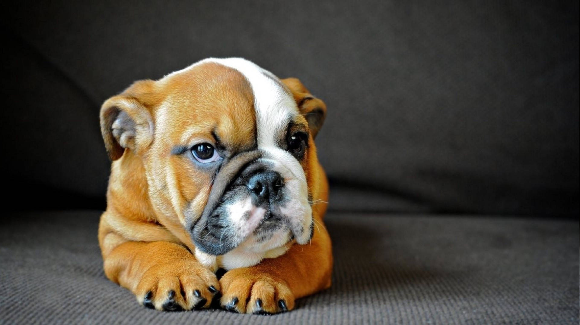 English Bulldog, brown and white, big blue eyes, Full HD Desktop Wallpaper