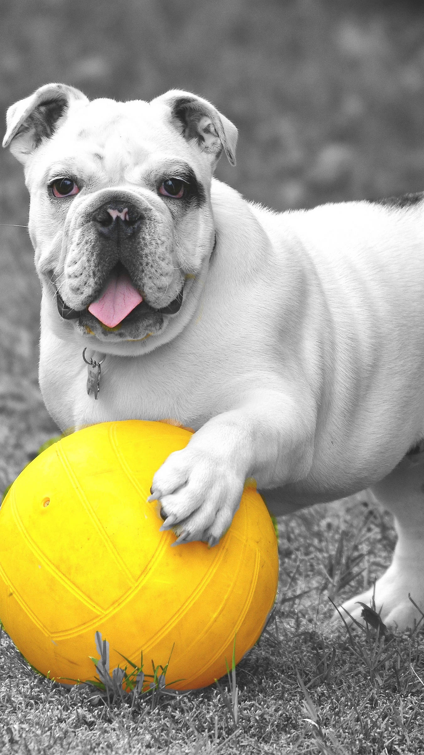 English Bulldog, yellow ball, white bulldog, Full HD Phone Wallpaper