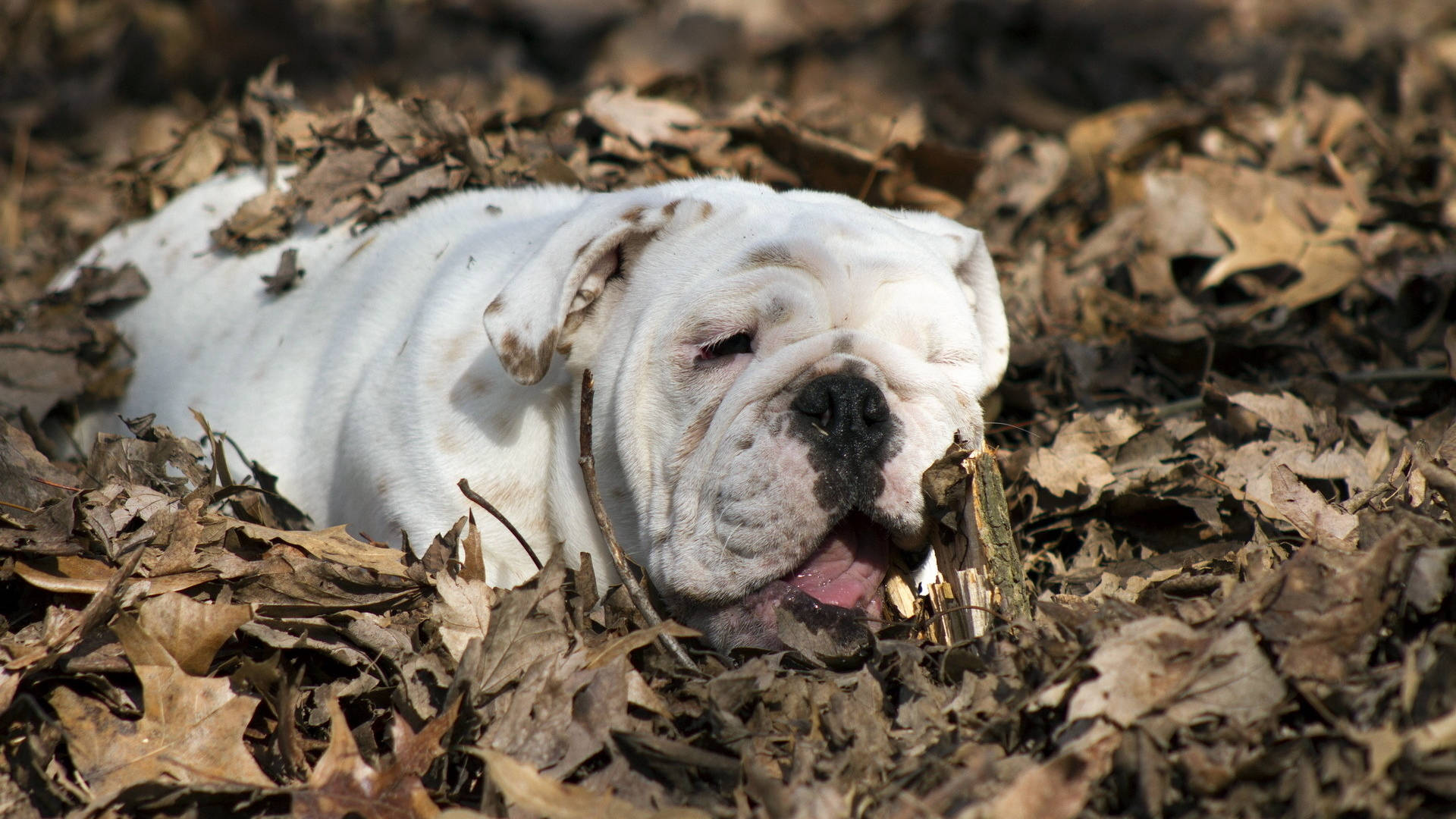 English Bulldog, dry brown autumn leaves, white bulldog, Full HD Desktop Wallpaper