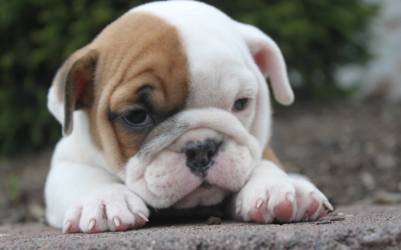Baby English Bulldog Puppy, white and brown fur, big dark eyes, HD Desktop Wallpaper