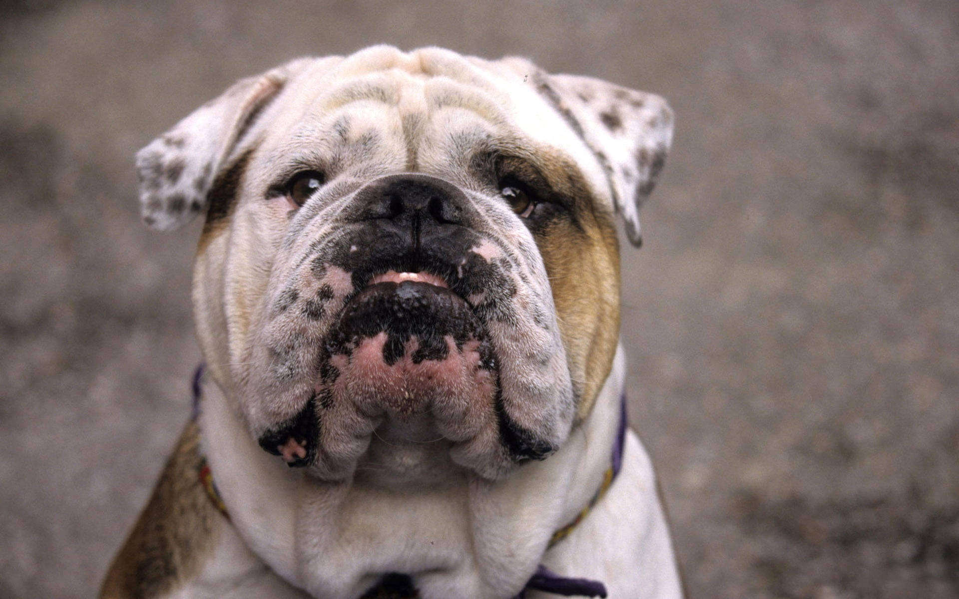 English Bulldog, wrinkled bulldog, spotted ears, Full HD Desktop Wallpaper