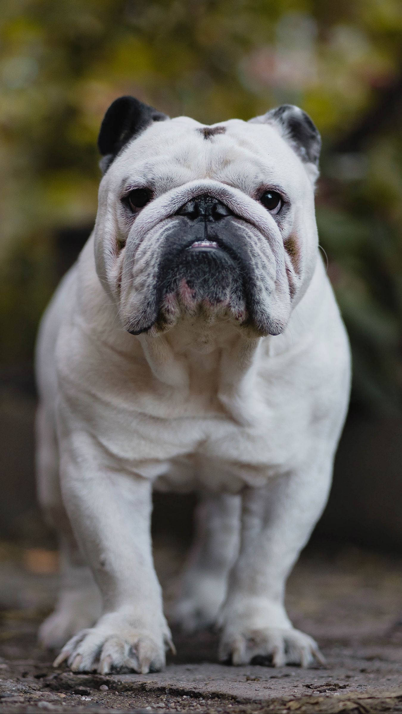 white English bulldog, black ears, muzzle, Full HD Phone Wallpaper