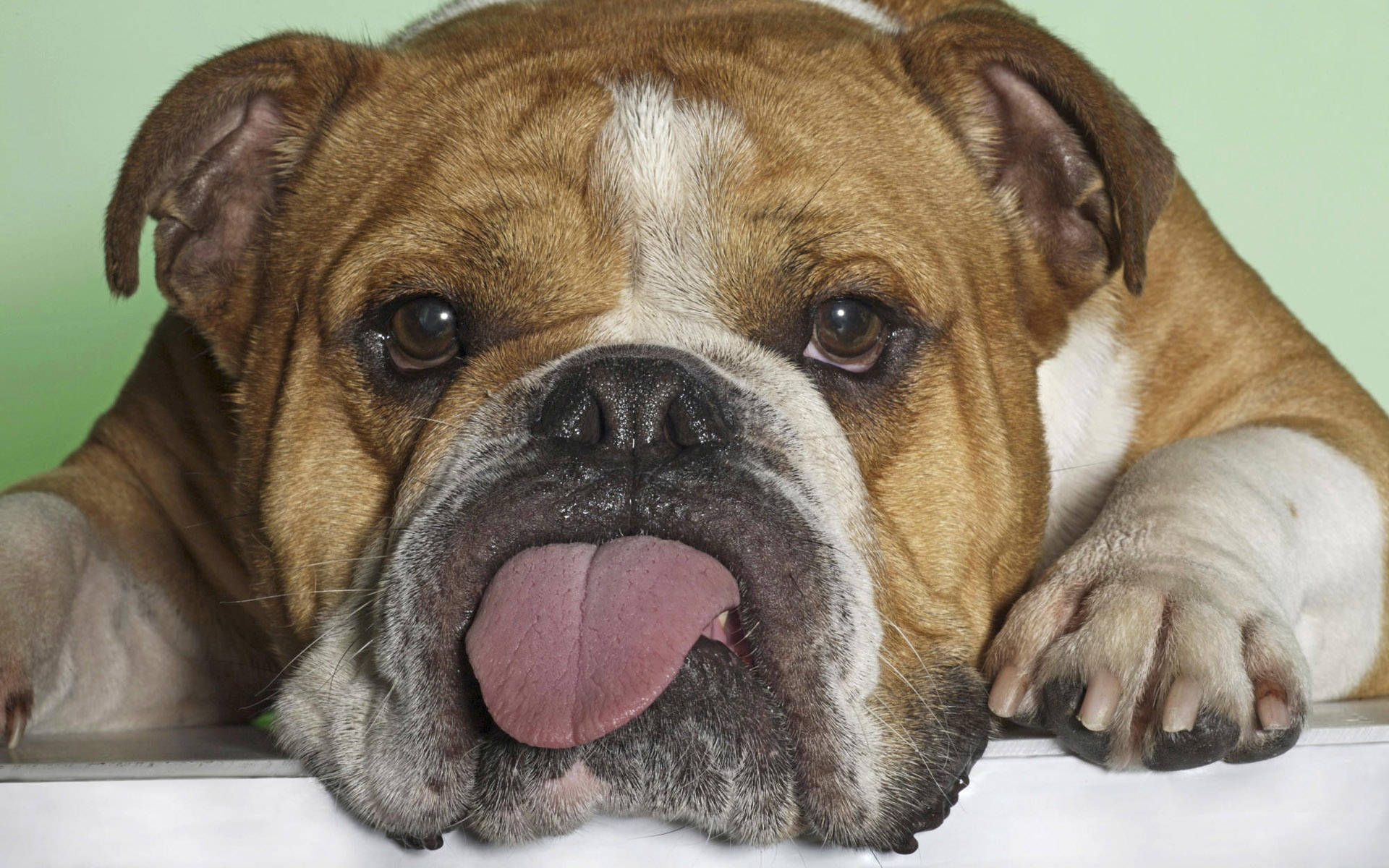 English Bulldog, pink tongue, wrinkled bulldog, Full HD Desktop Wallpaper